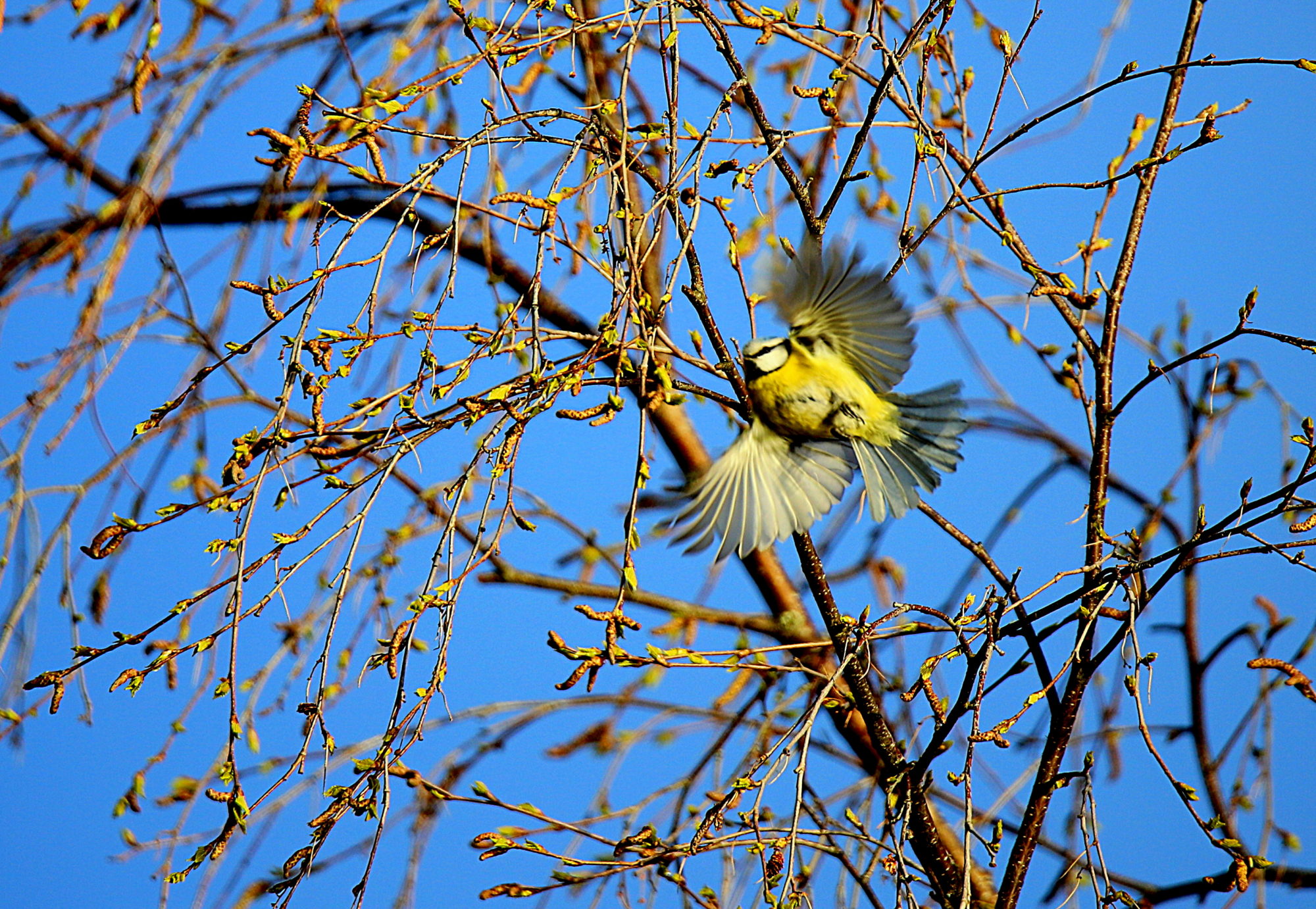 Valokuvaaja: sirpa jyske