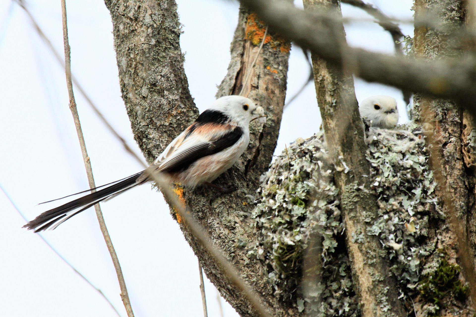 Valokuvaaja: Berndt Hannelius