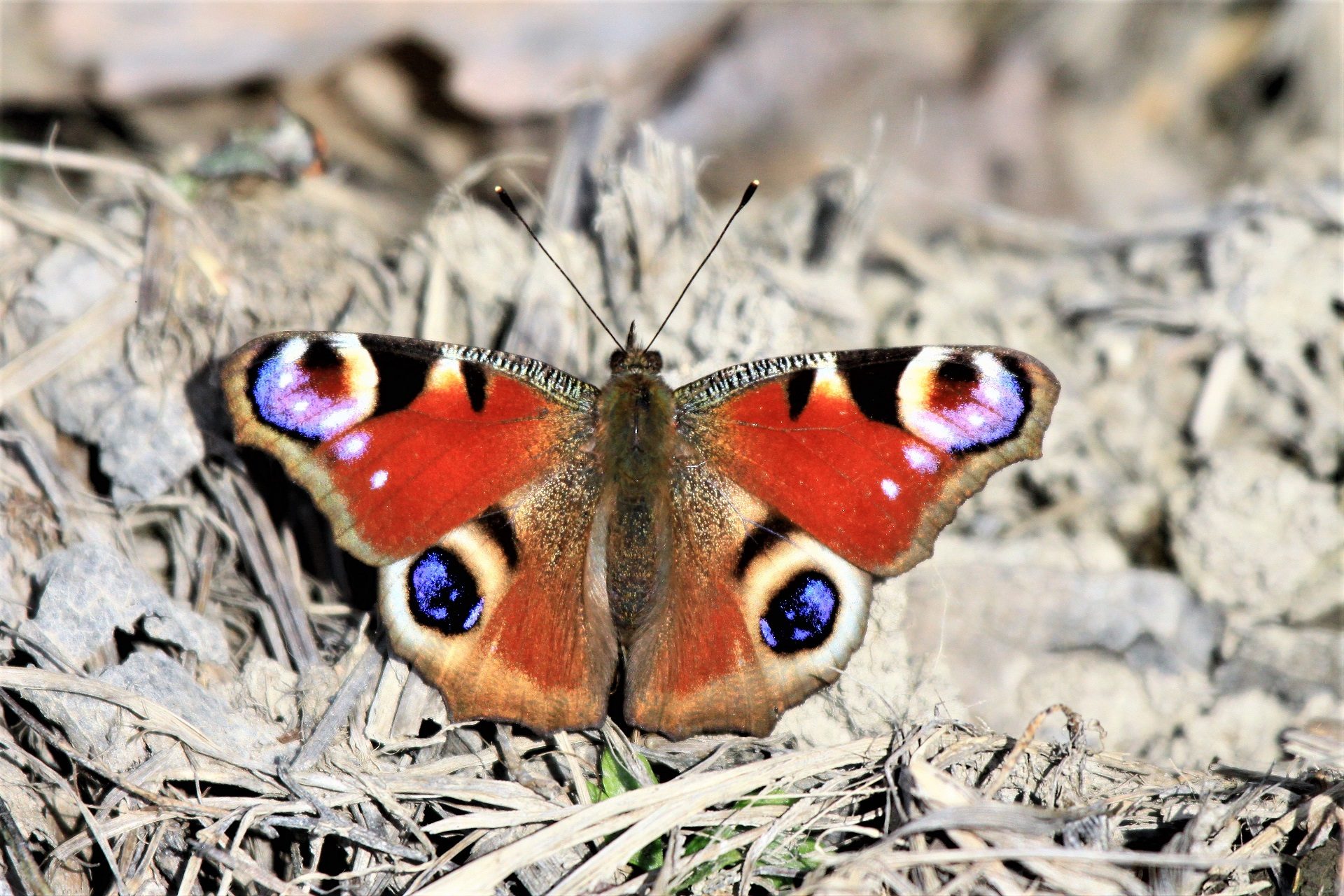 Valokuvaaja: Berndt Hannelius