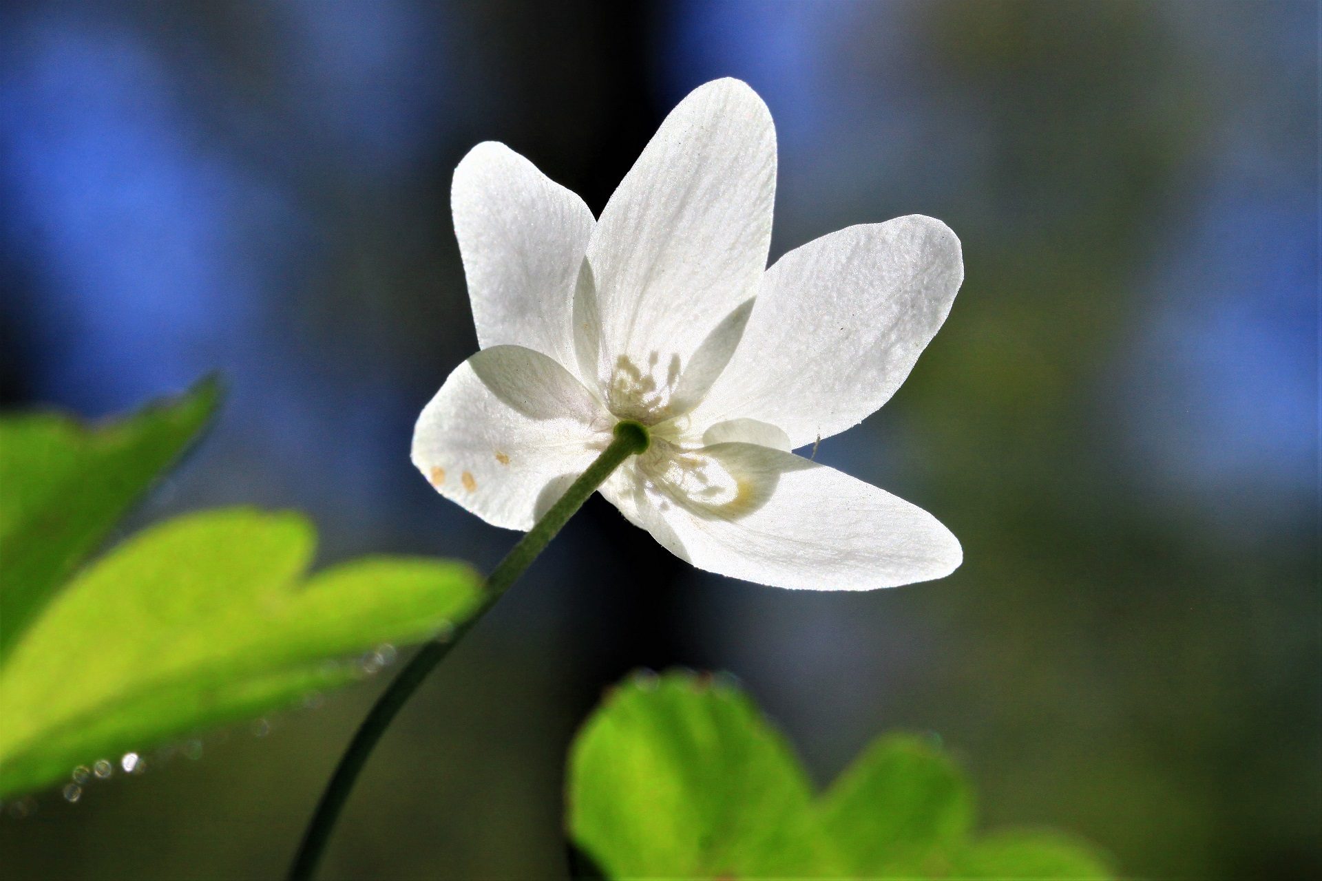 Valokuvaaja: Berndt Hannelius