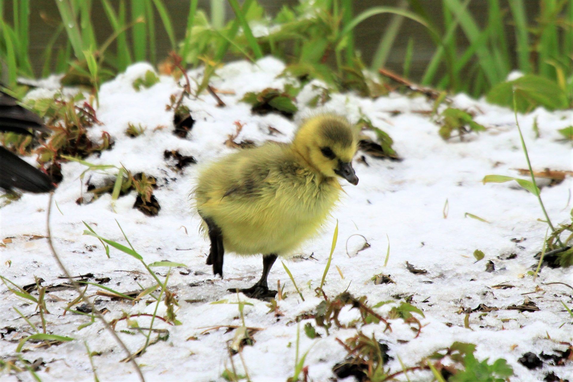 Valokuvaaja: Berndt Hannelius