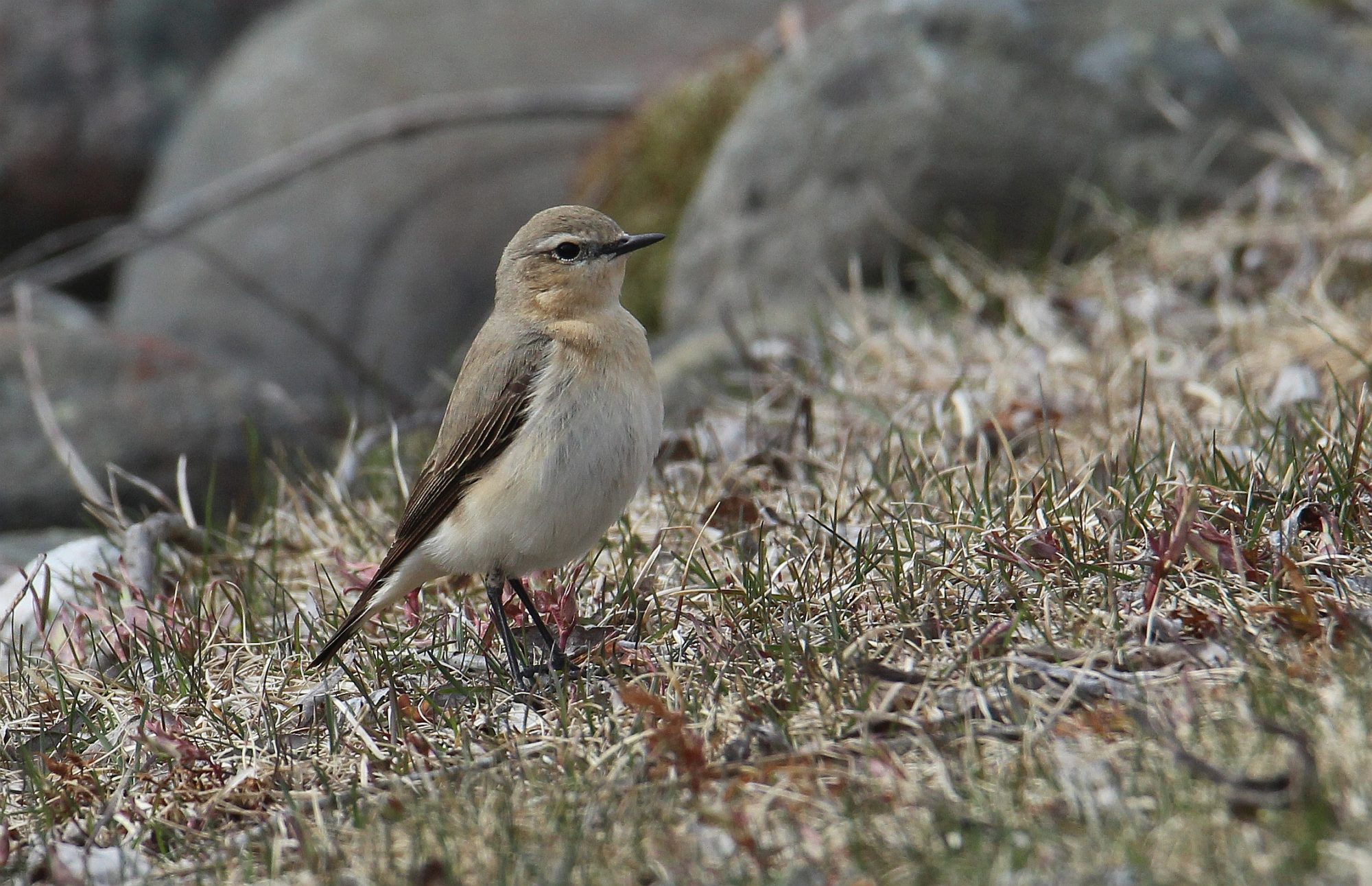 Valokuvaaja: Jaana Saarelainen