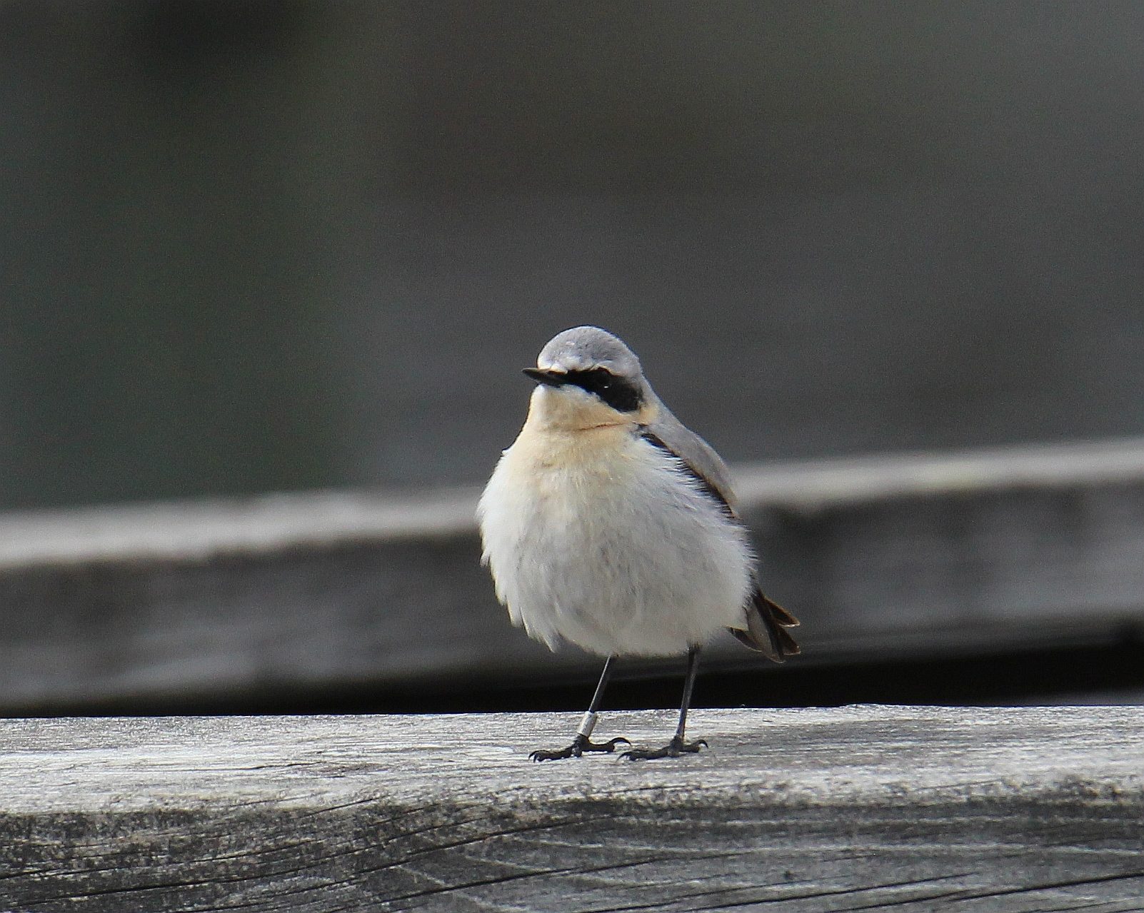 Valokuvaaja: Jaana Saarelainen