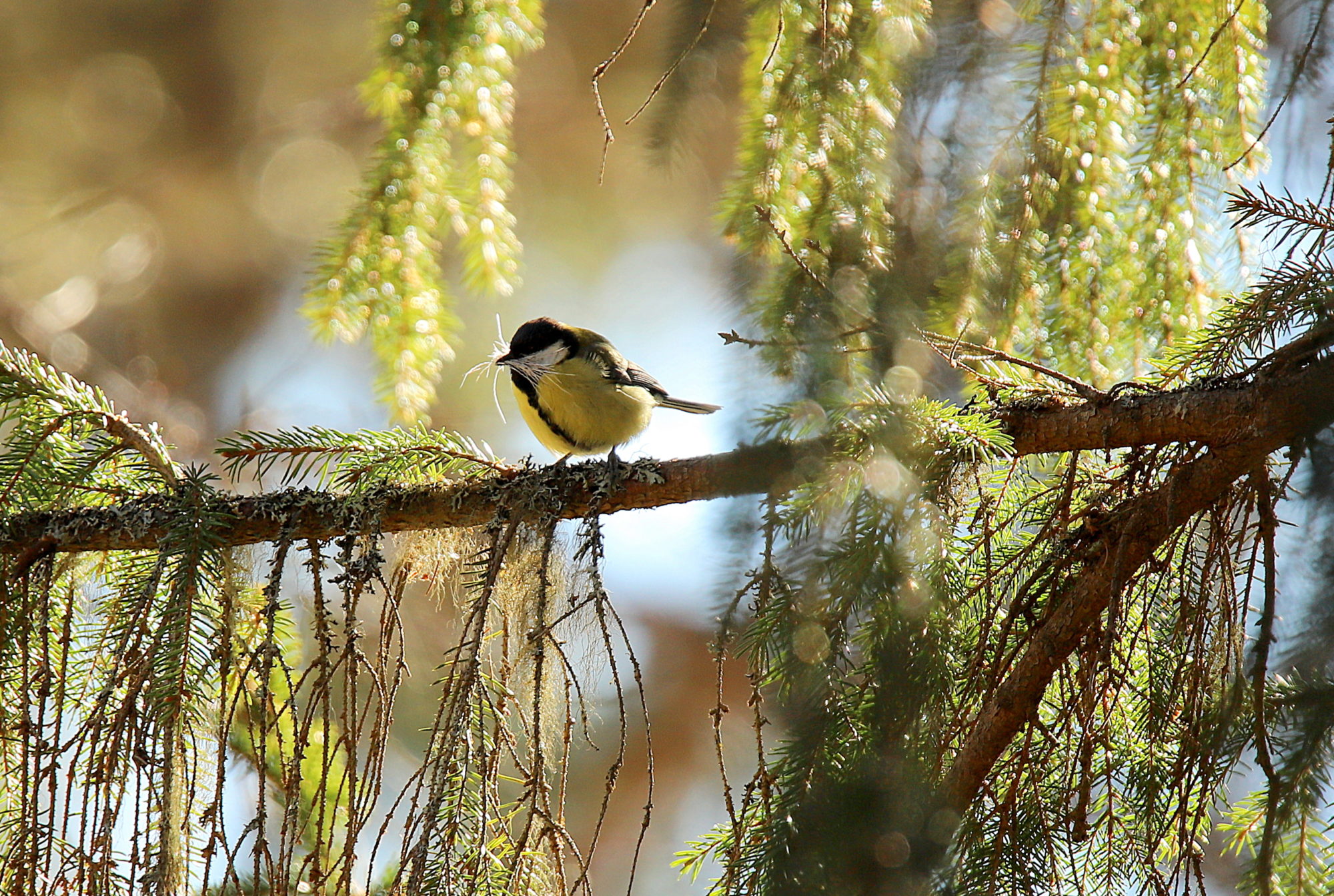 Valokuvaaja: sirpa Jyske