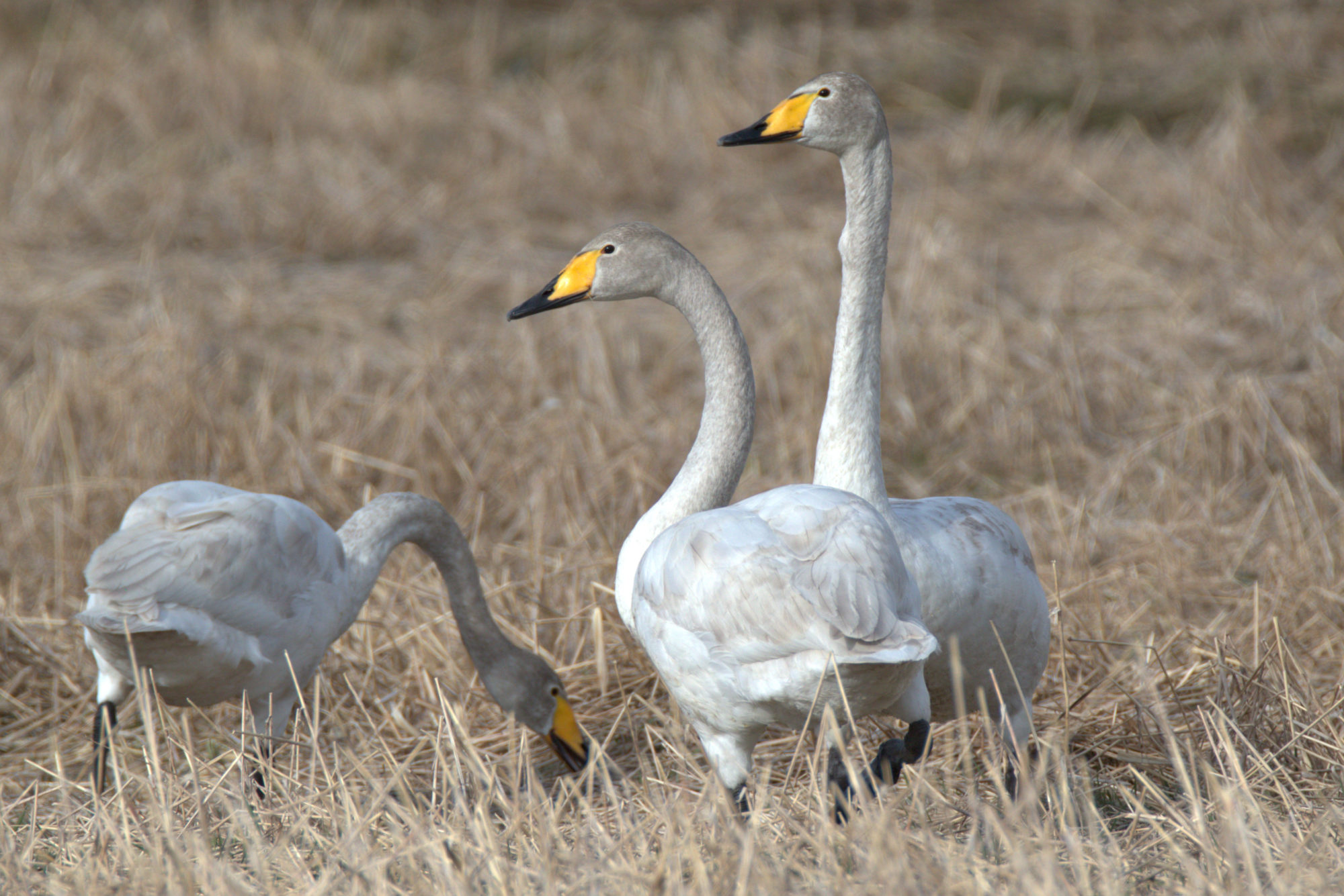 Valokuvaaja: Ahti Keränen