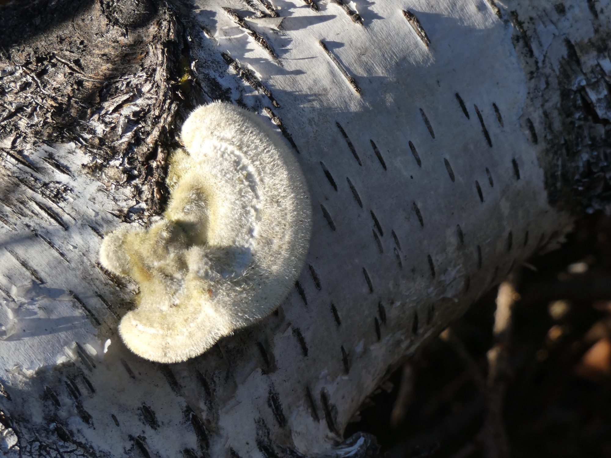 Valokuvaaja: Eero Peltonen