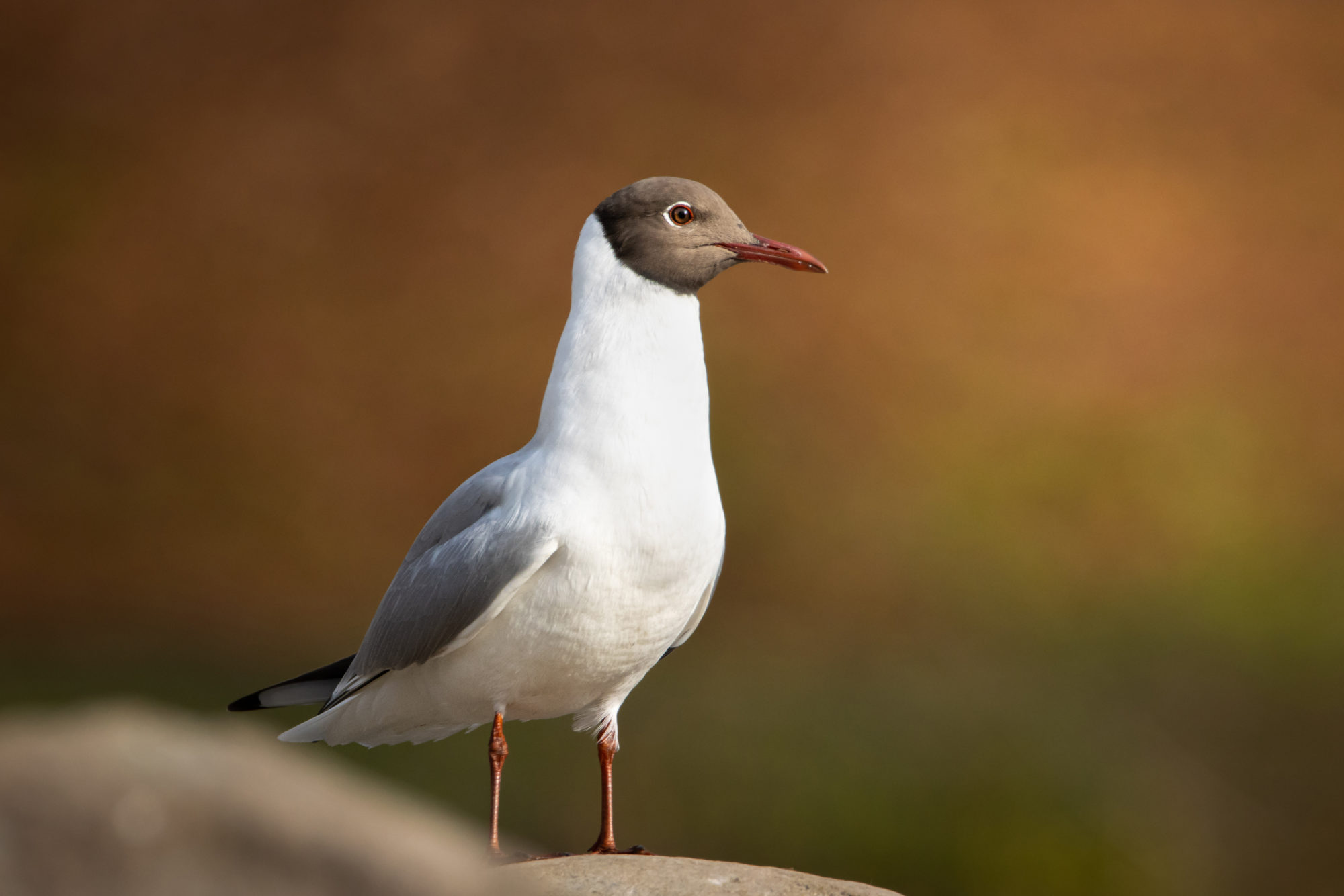 Valokuvaaja: Laura Lehtola