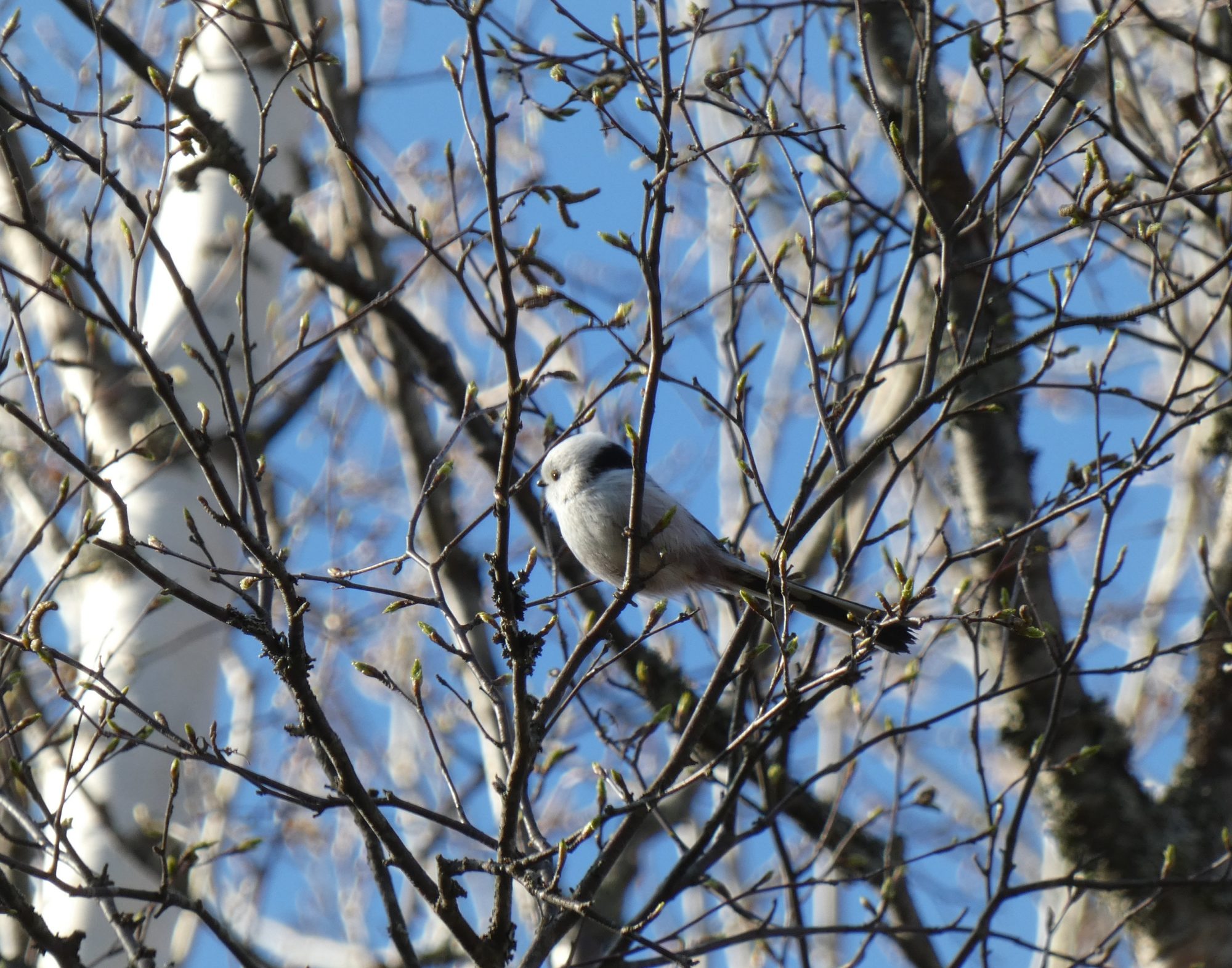 Valokuvaaja: Eero Peltonen