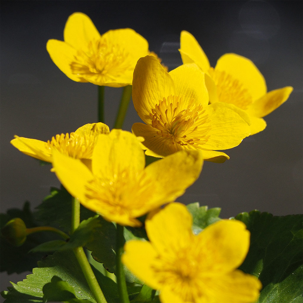 Valokuvaaja: Ville Hiltunen Valokuvaaja: Ville Hiltunen