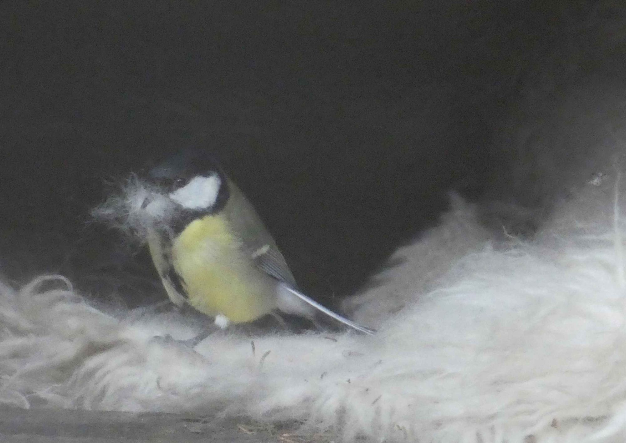 Valokuvaaja: Anja Mustamaa