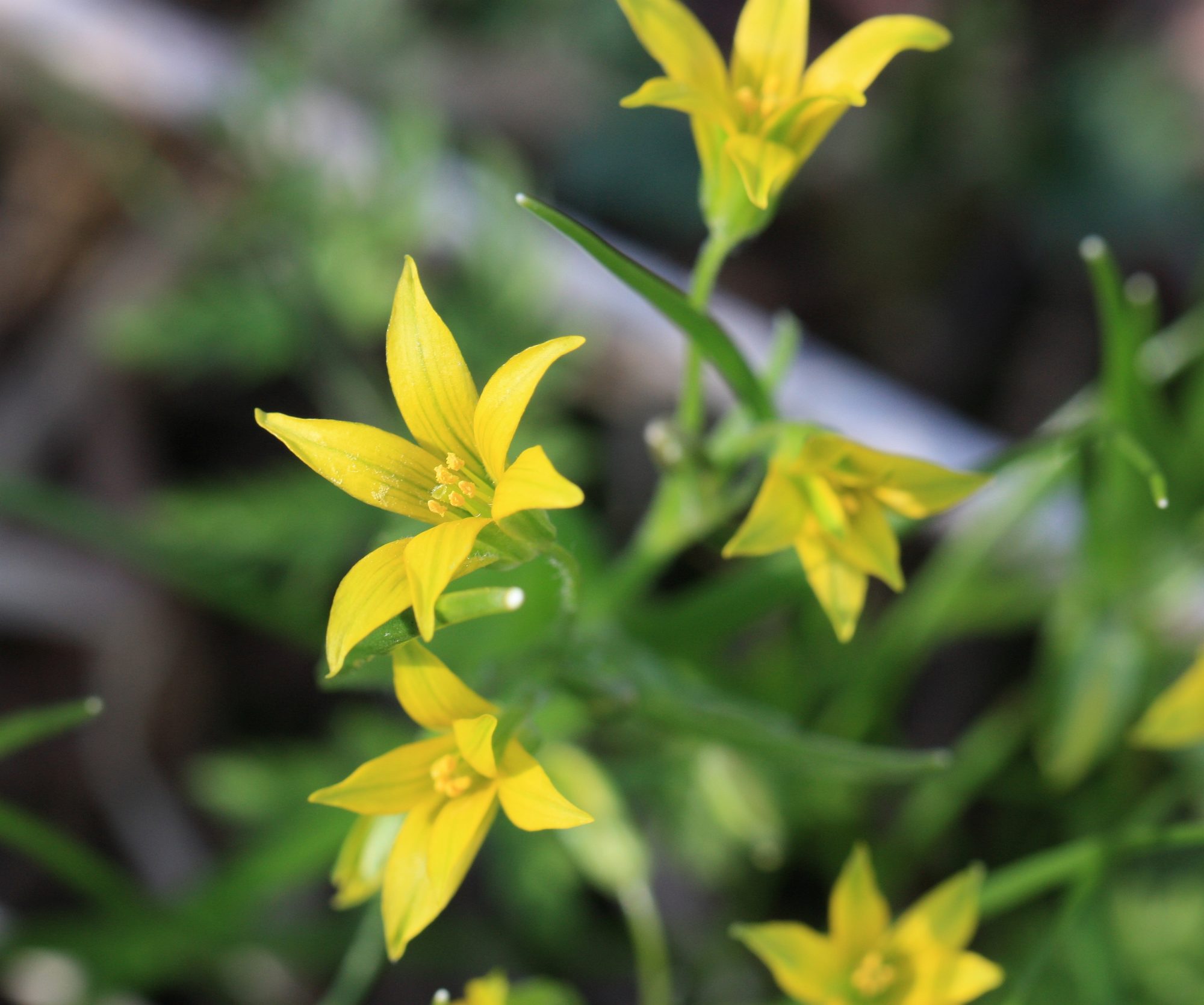 Valokuvaaja: Jaana Saarelainen
