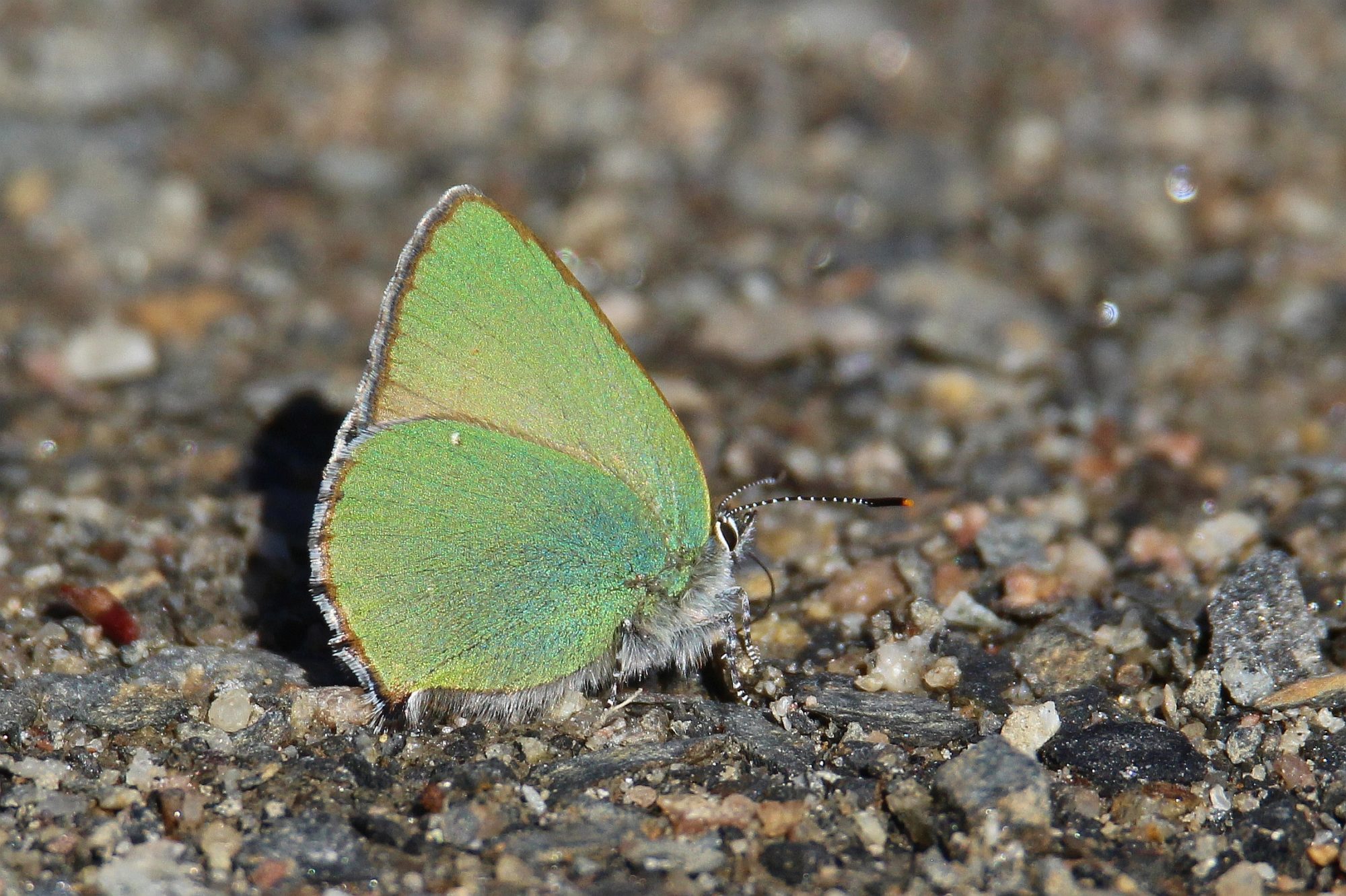 Valokuvaaja: Jaana Saarelainen