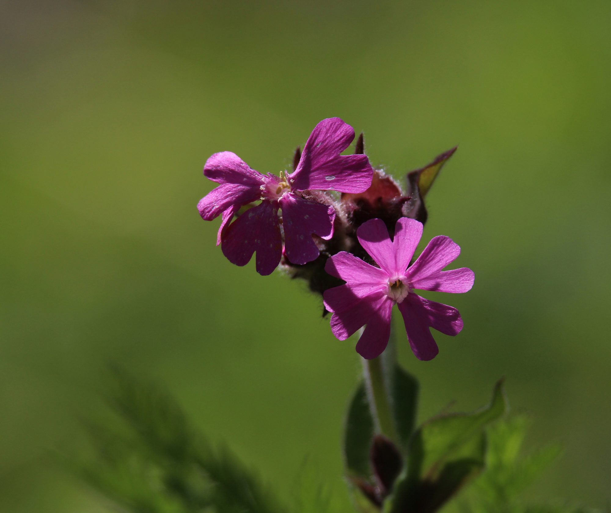 Valokuvaaja: Jaana Saarelainen