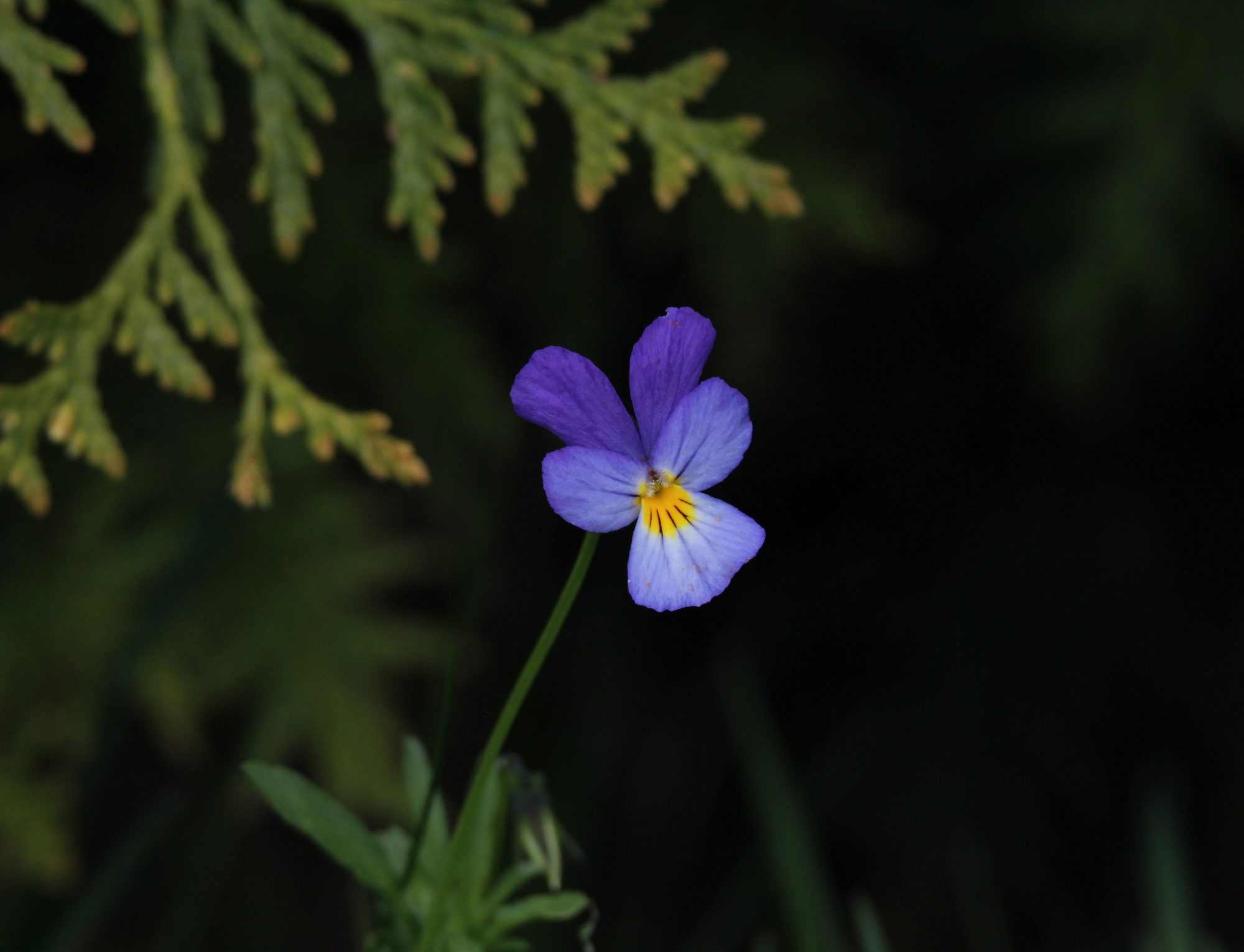 Valokuvaaja: Jaana Saarelainen