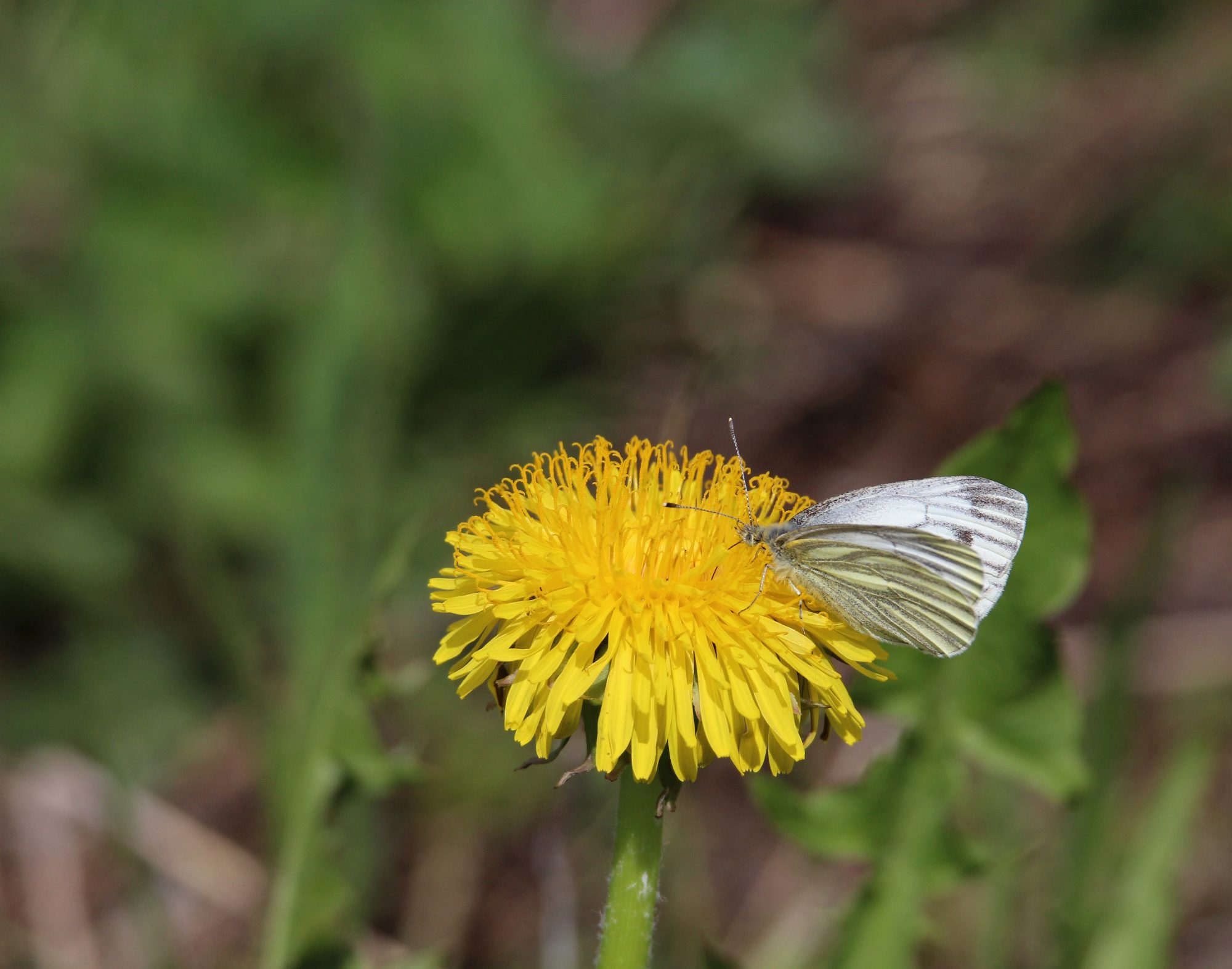 Valokuvaaja: Jaana Saarelainen