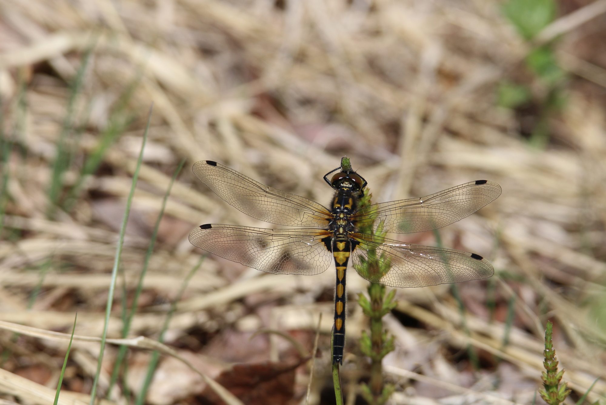 Valokuvaaja: Jaana Saarelainen