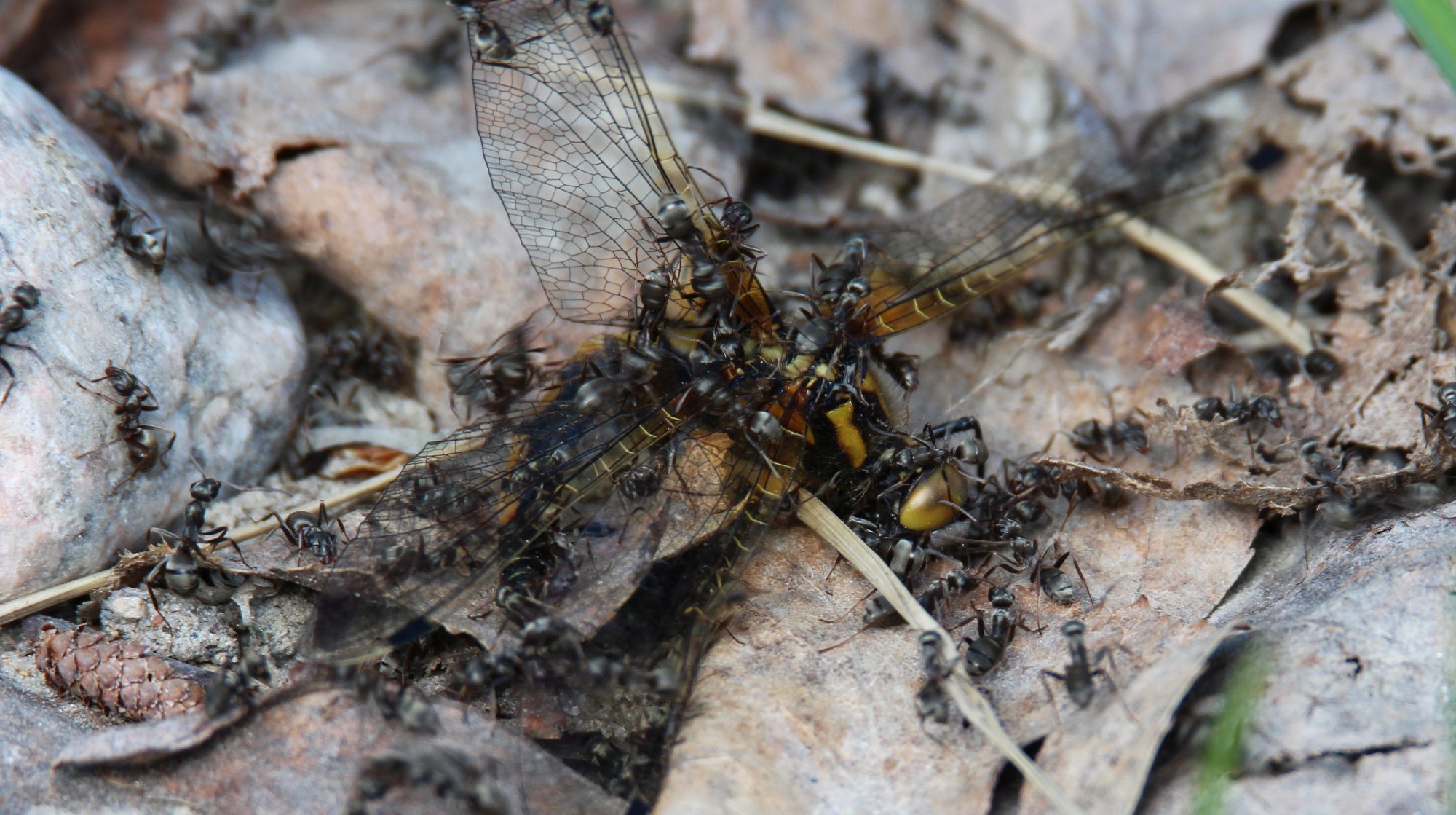 Valokuvaaja: Jaana Saarelainen