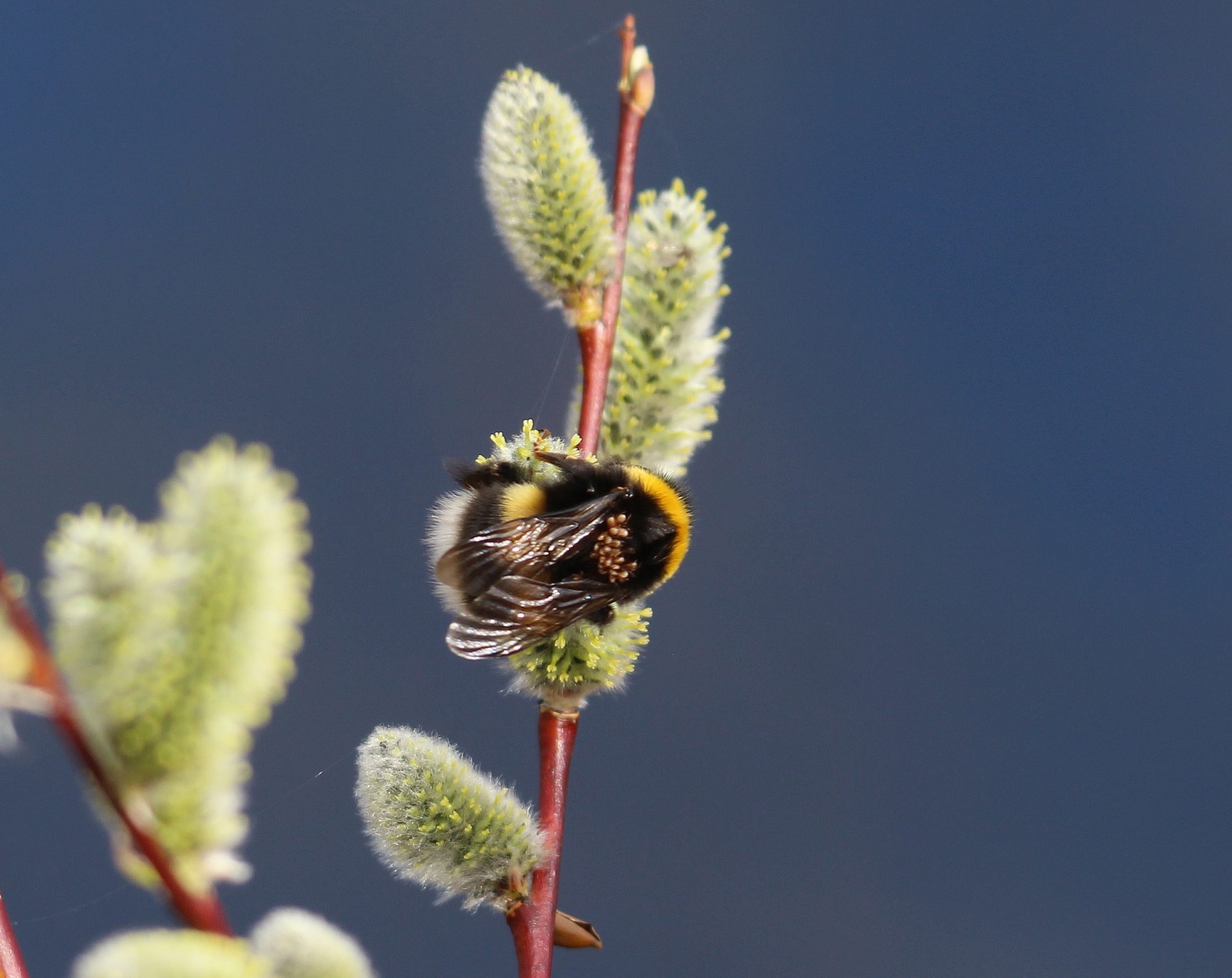 Valokuvaaja: Jaana Saarelainen