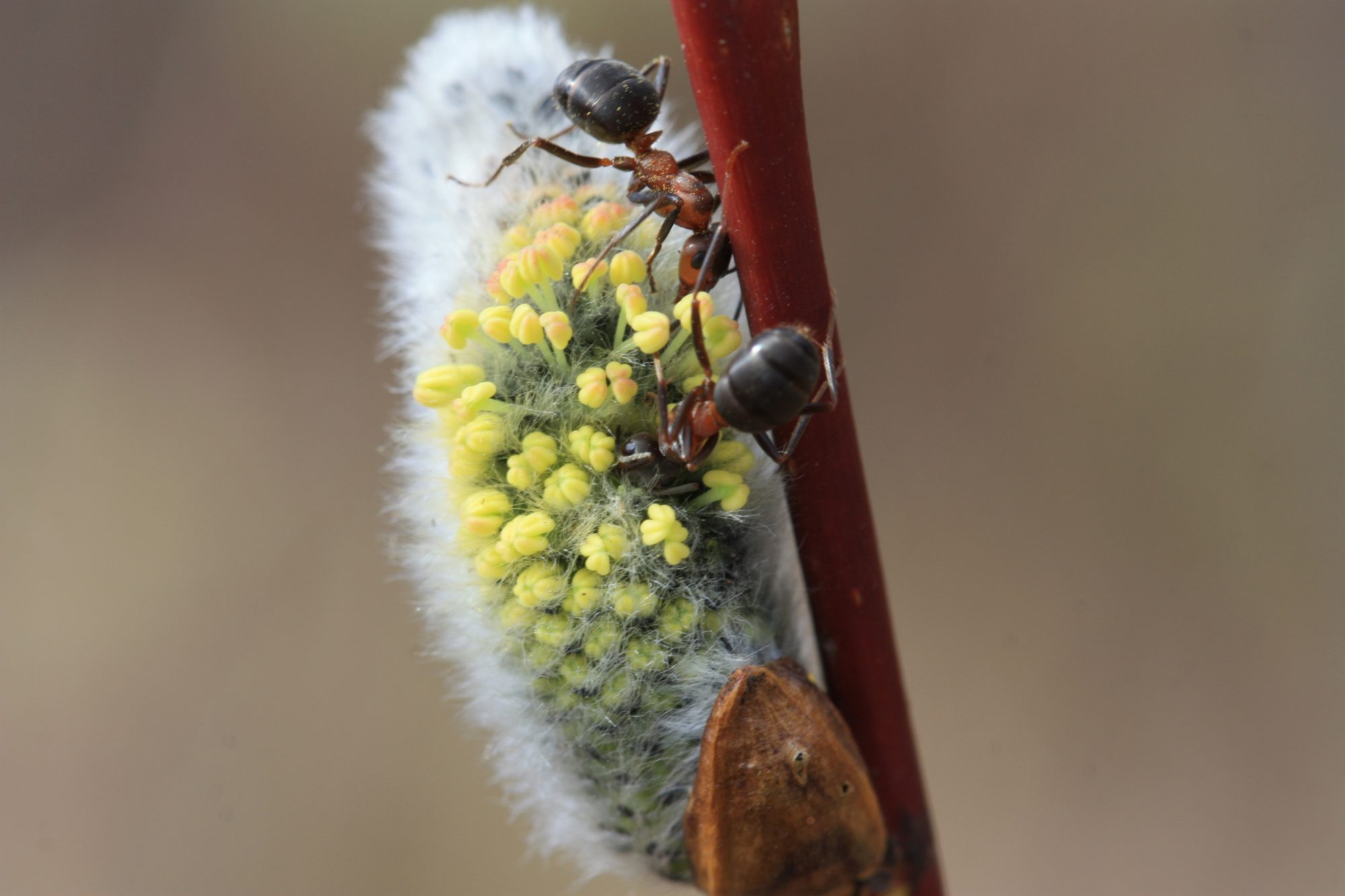 Valokuvaaja: Jaana Saarelainen