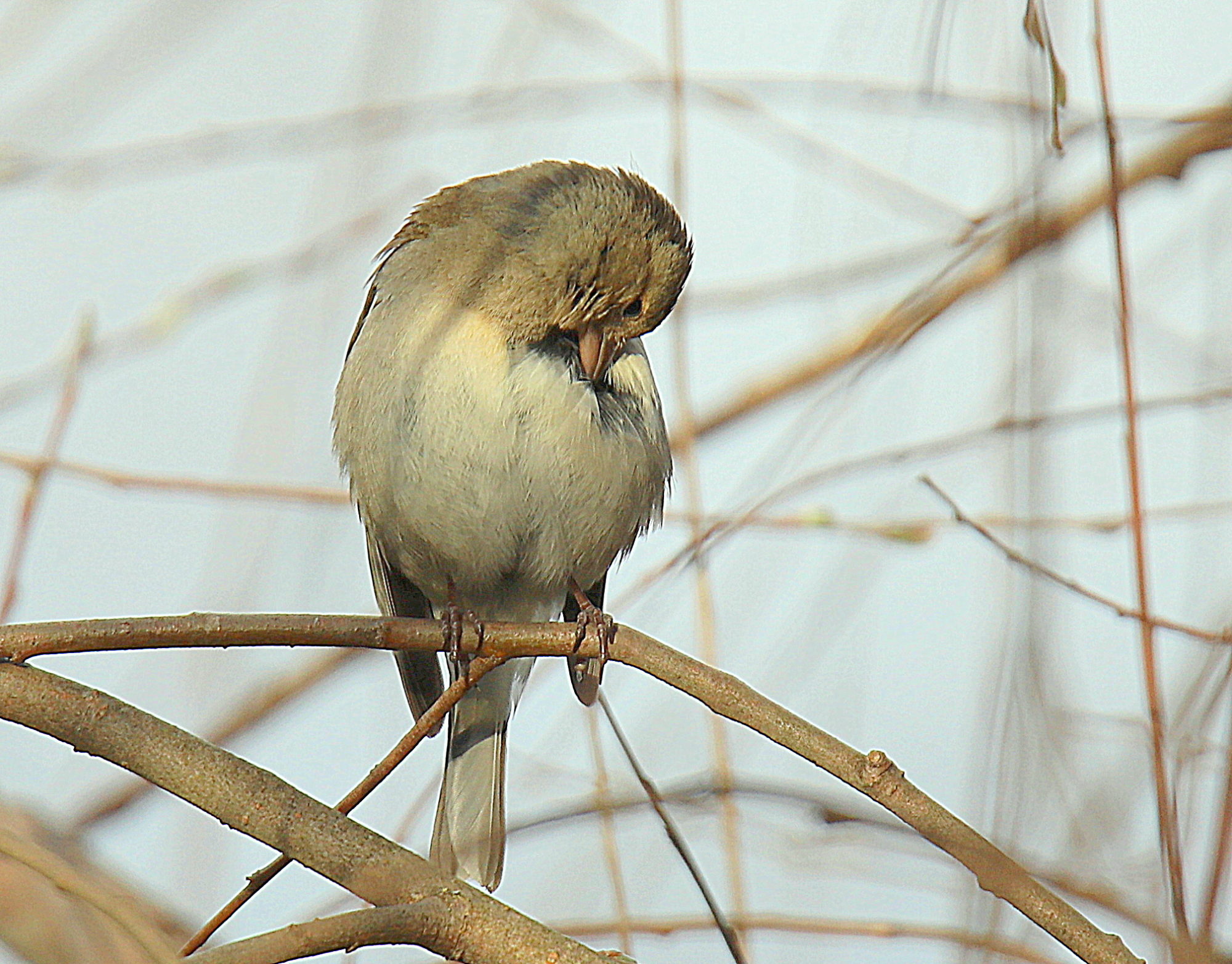 Valokuvaaja: sirpa jyske