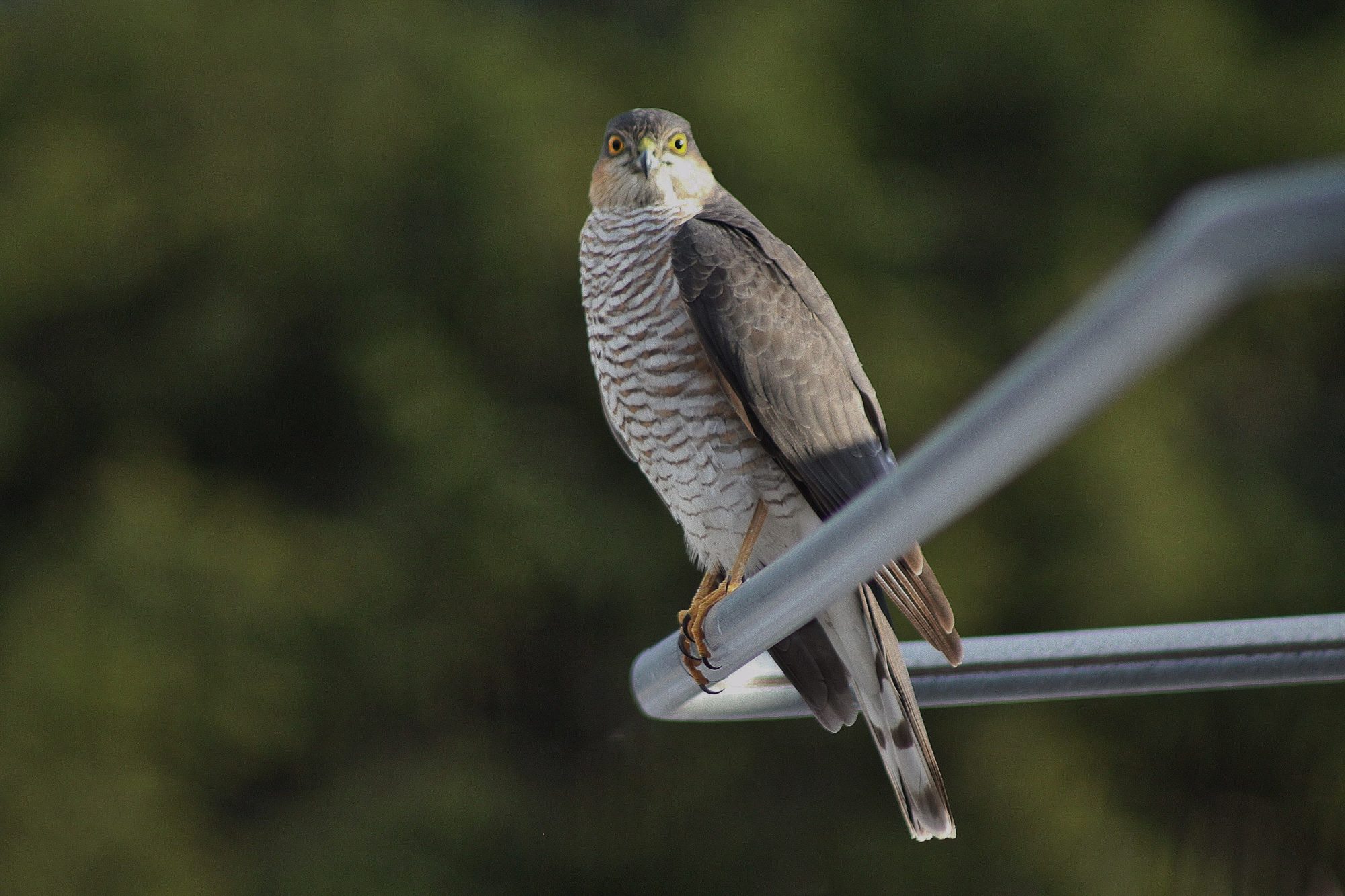 Valokuvaaja: Pirkko Siukonen