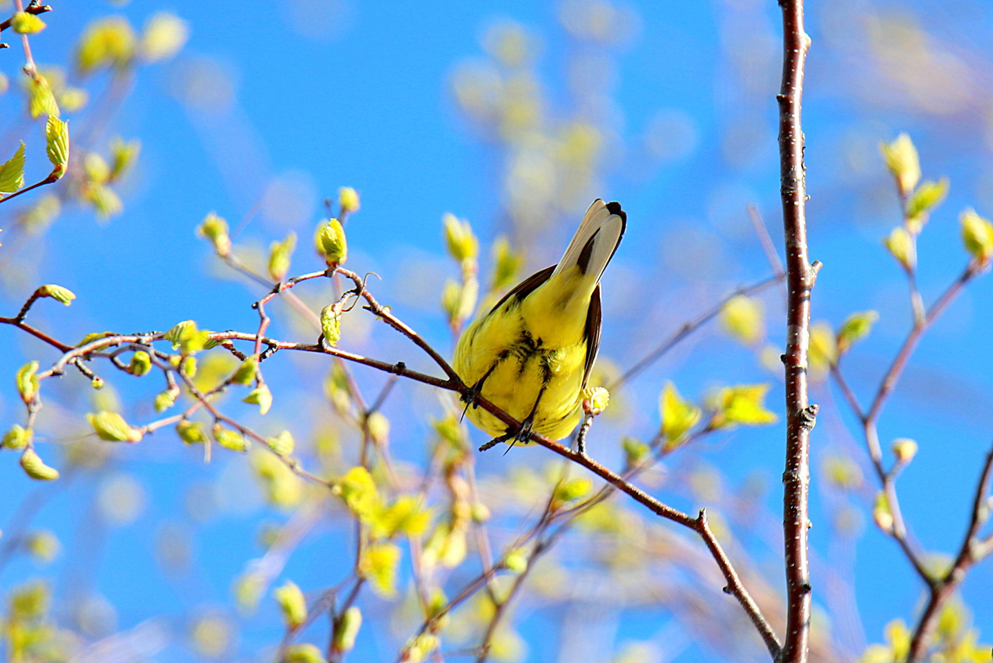 Valokuvaaja: sirpa jyske