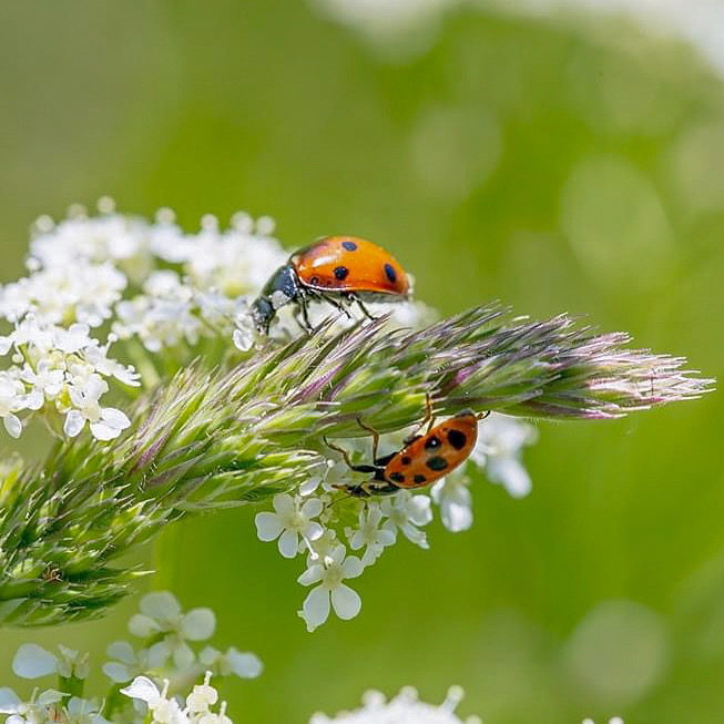 Valokuvaaja: Anne Patana