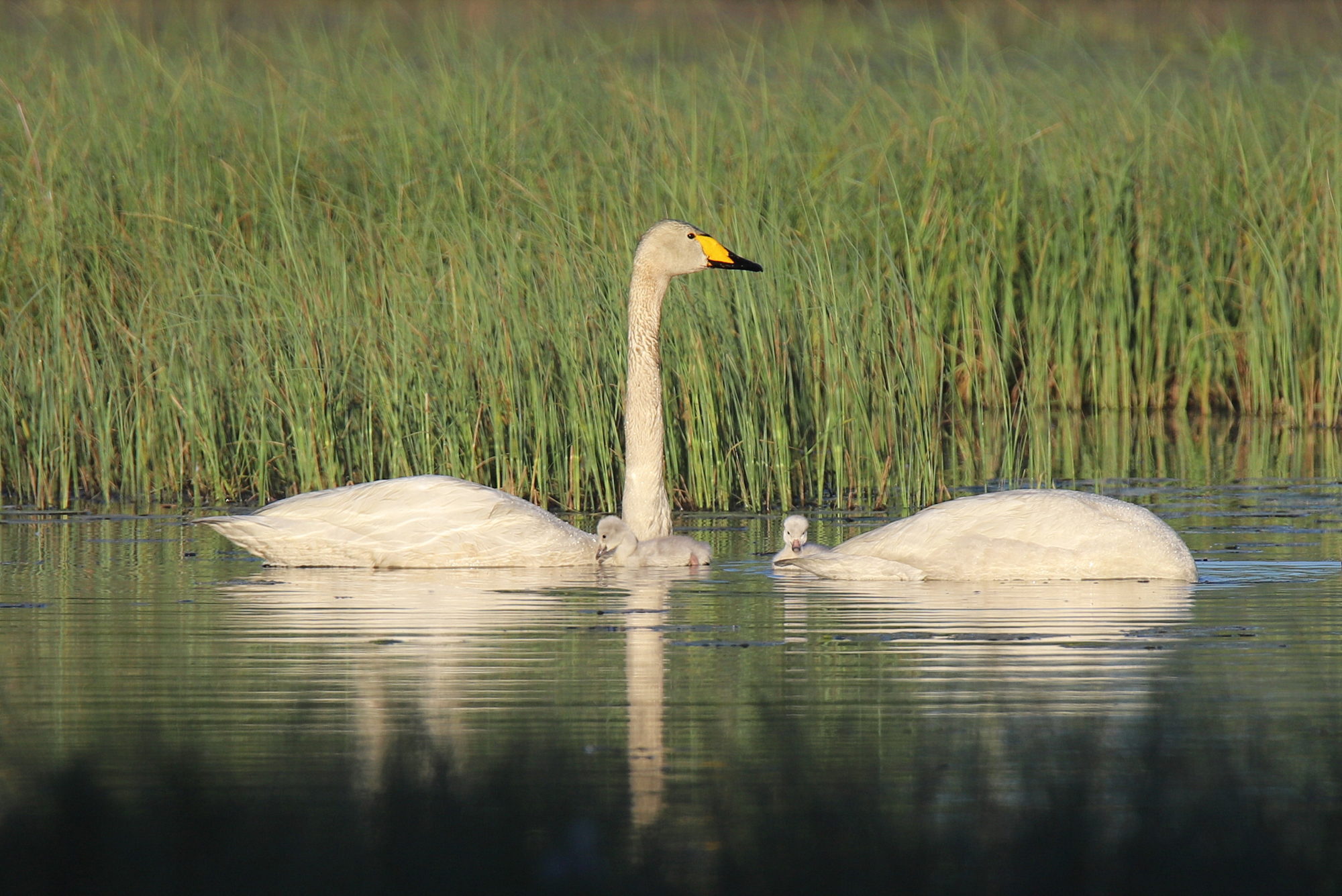 Valokuvaaja: sirpa jyske