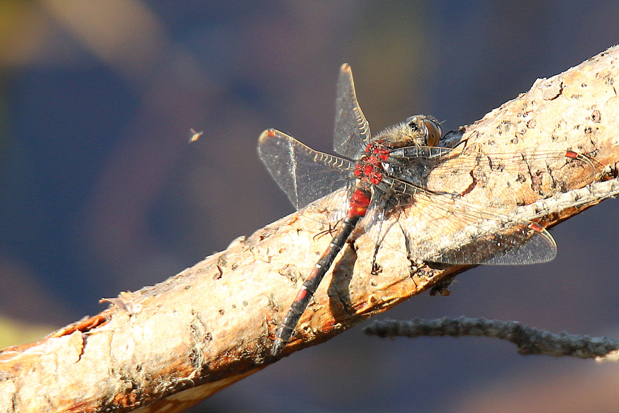 Valokuvaaja: sirpa jyske