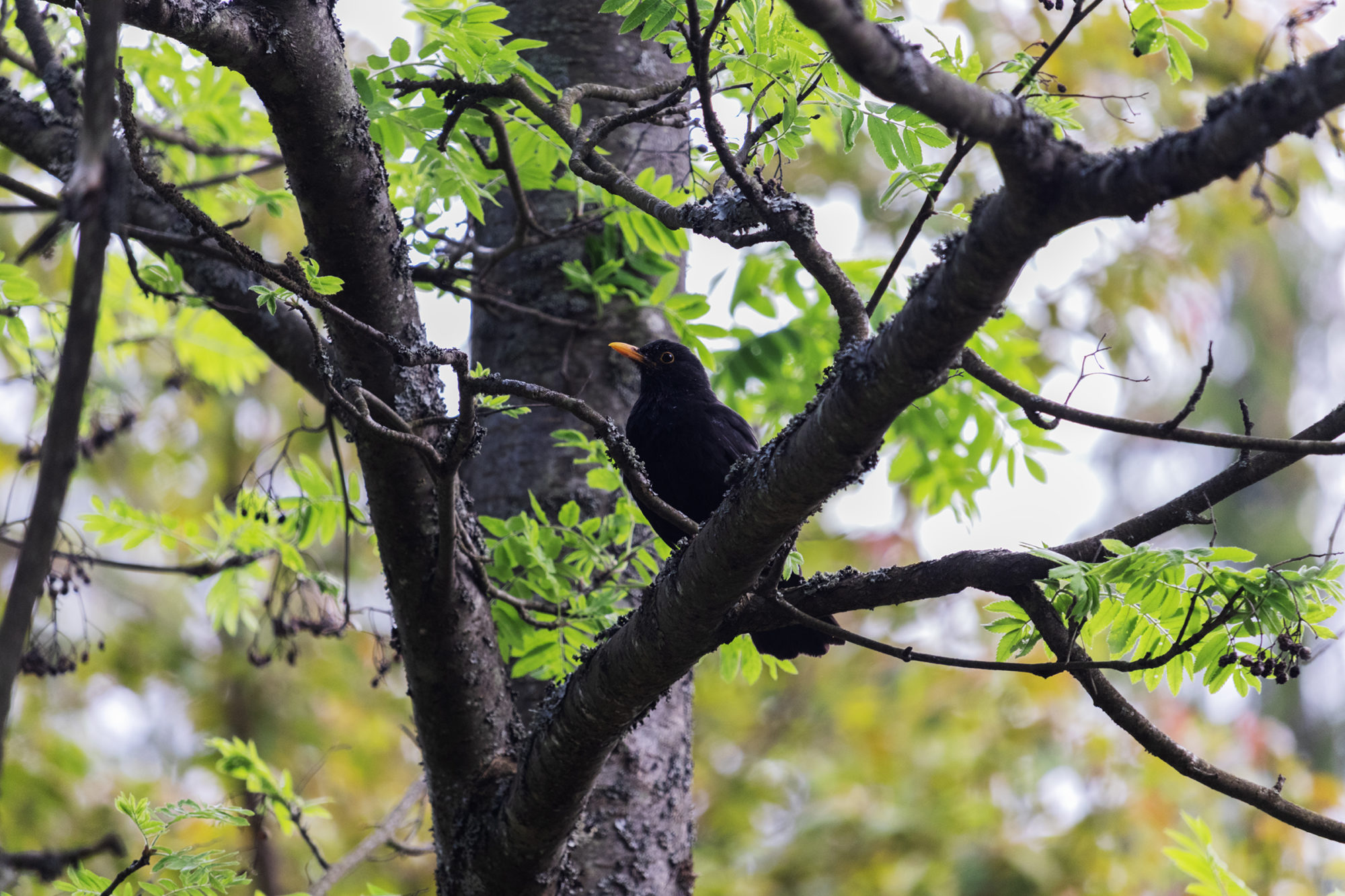 Valokuvaaja: Ida Leino