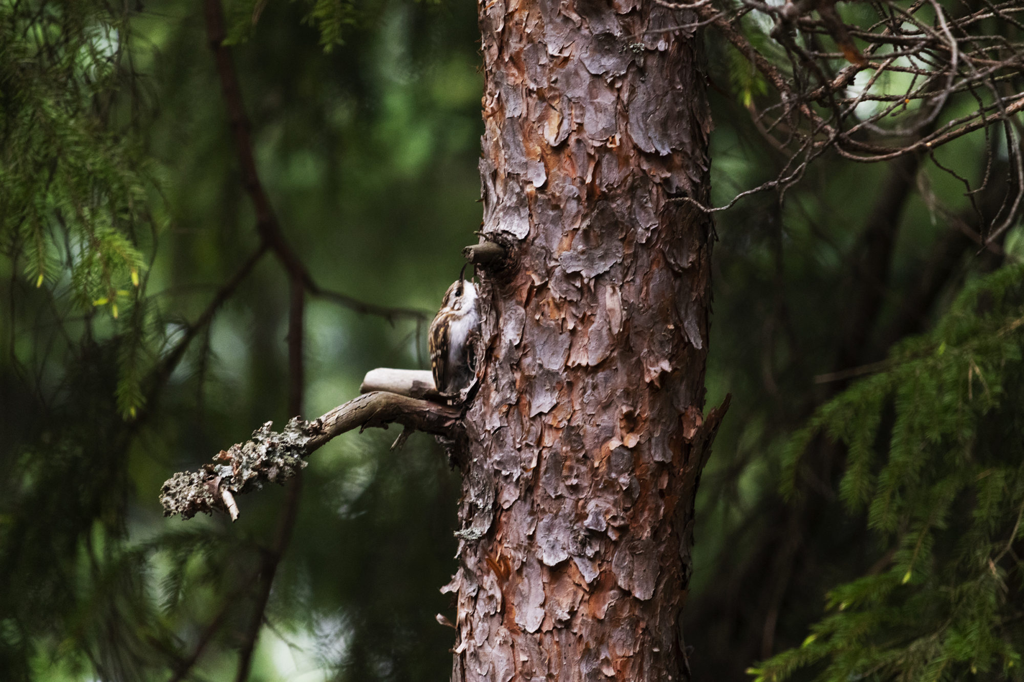 Valokuvaaja: Ida Leino