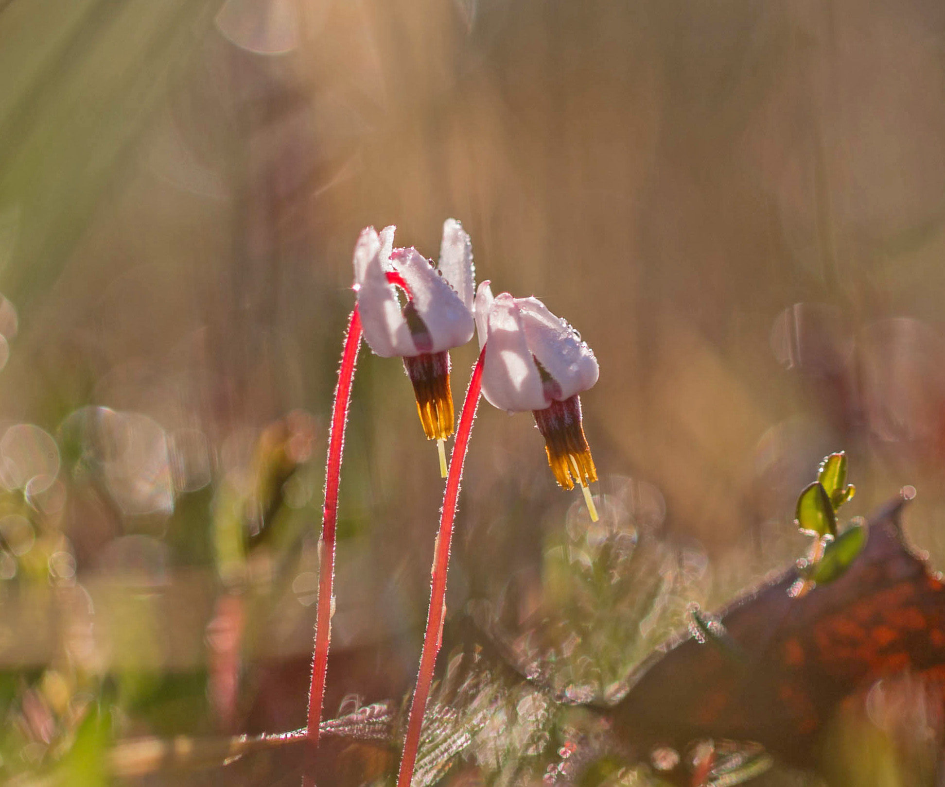 Valokuvaaja: Irma Kortekallio