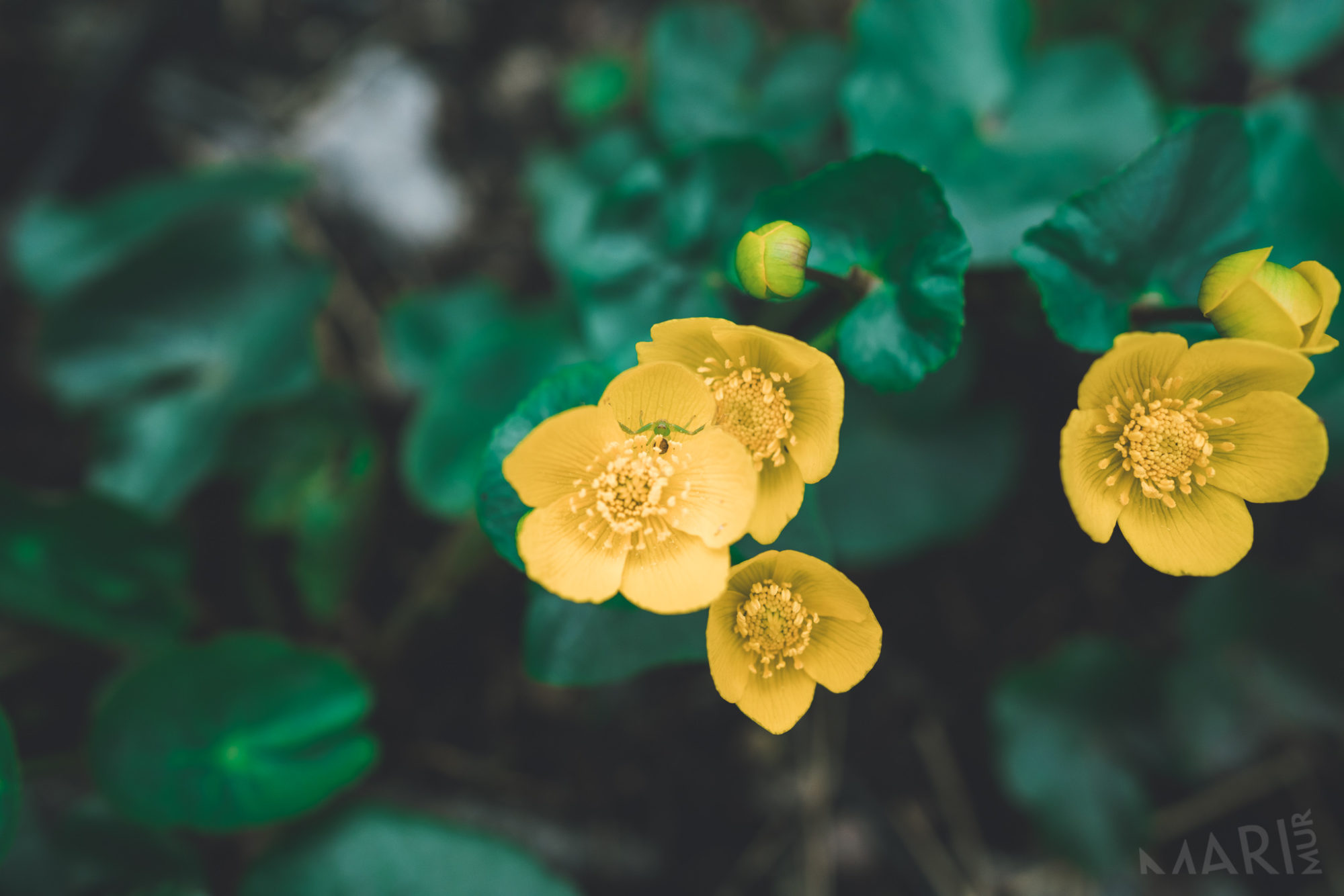 Valokuvaaja: Mari Mur