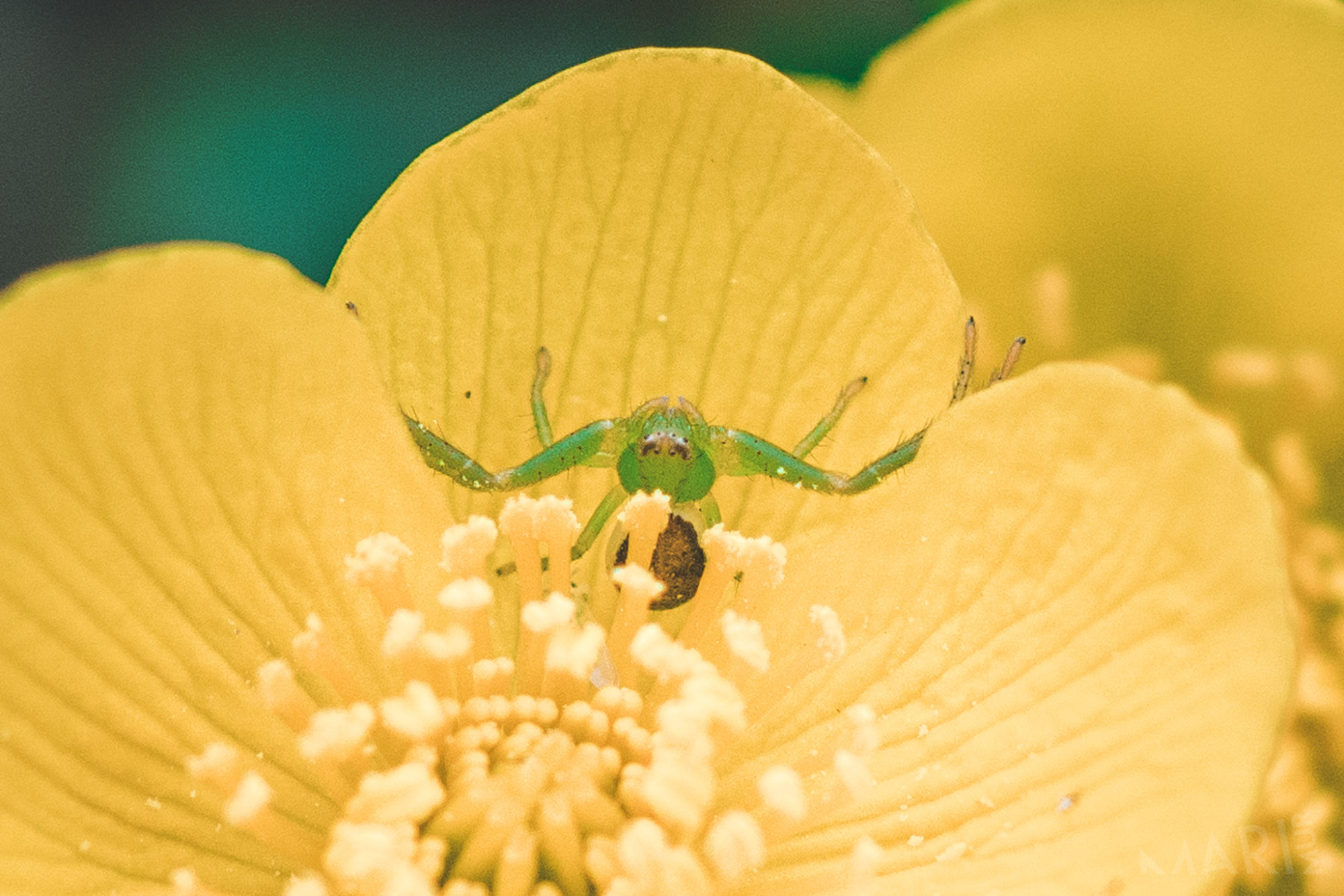 Valokuvaaja: Mari Mur