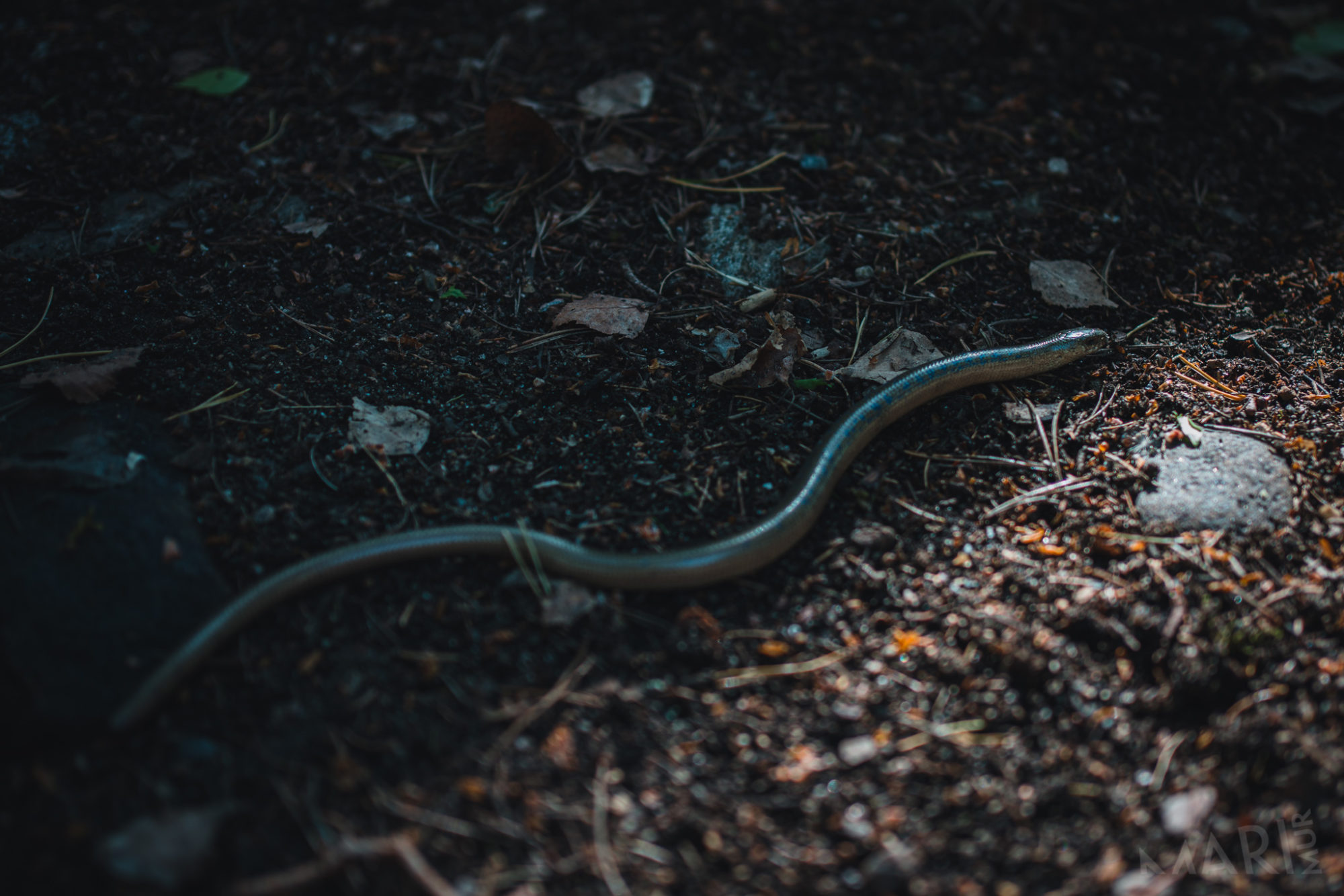 Valokuvaaja: Mari Mur