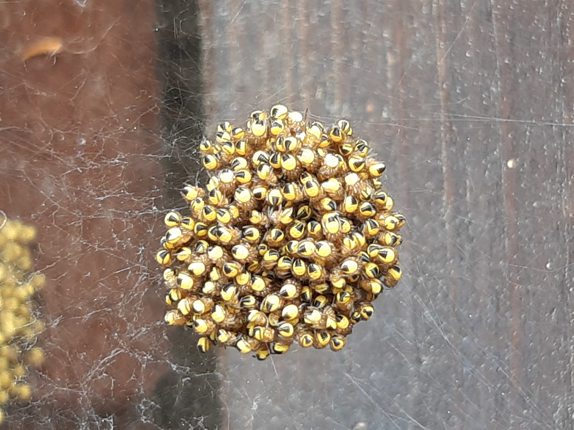 Valokuvaaja: Eeva Brofeldt