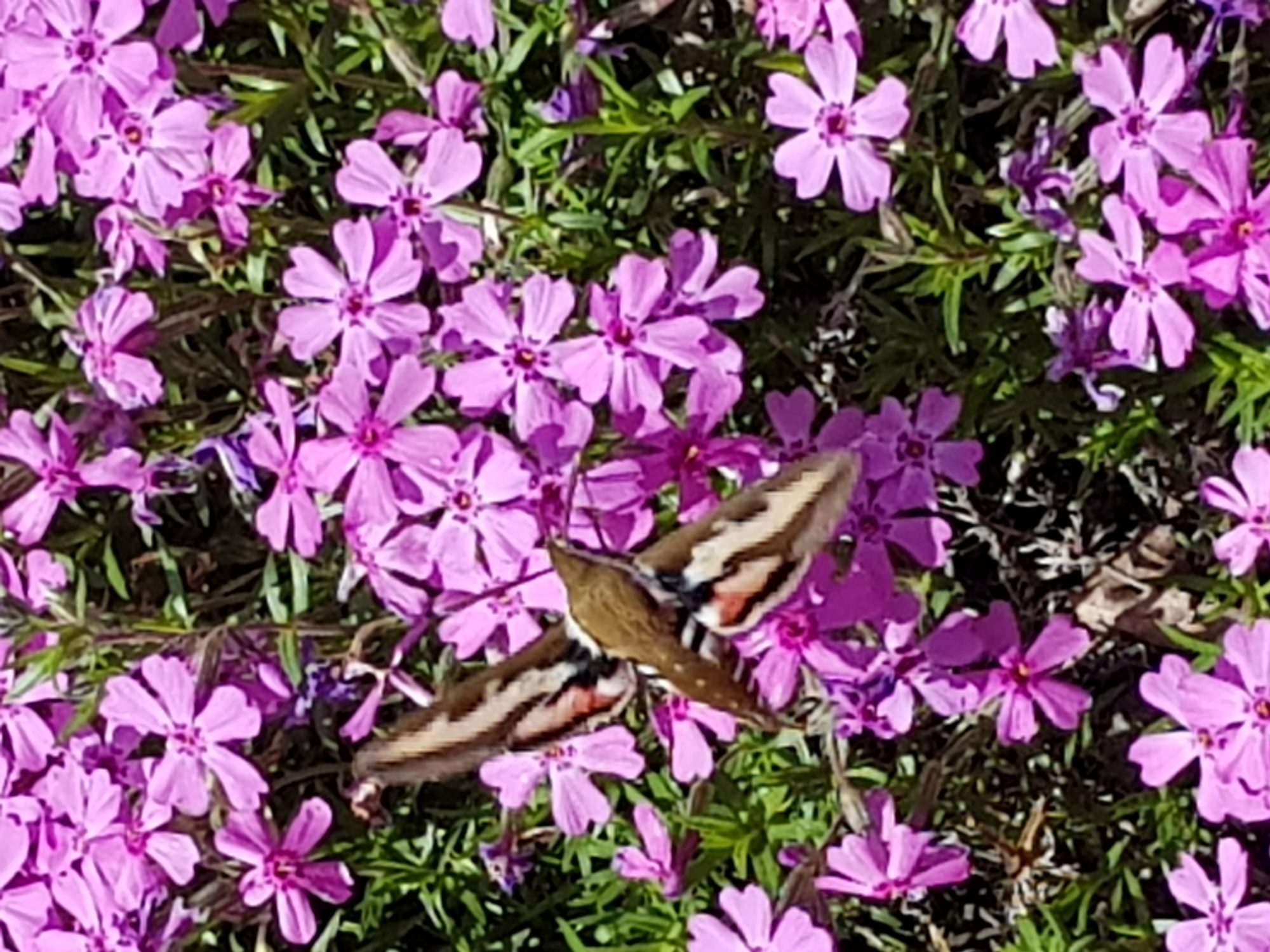 Valokuvaaja: Vesa Laine