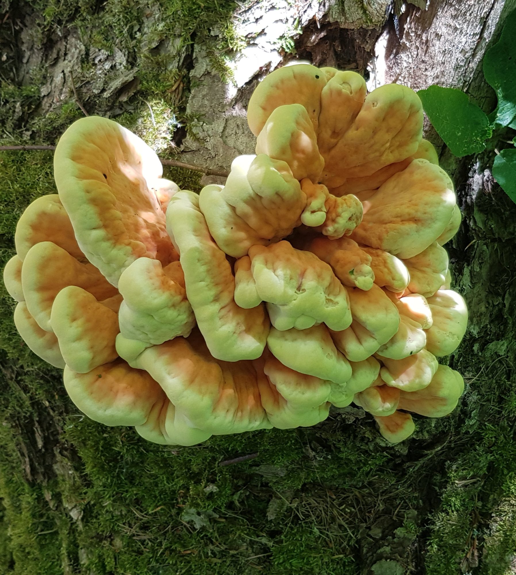 Valokuvaaja: Ildiko Zerinvary - Kivikari