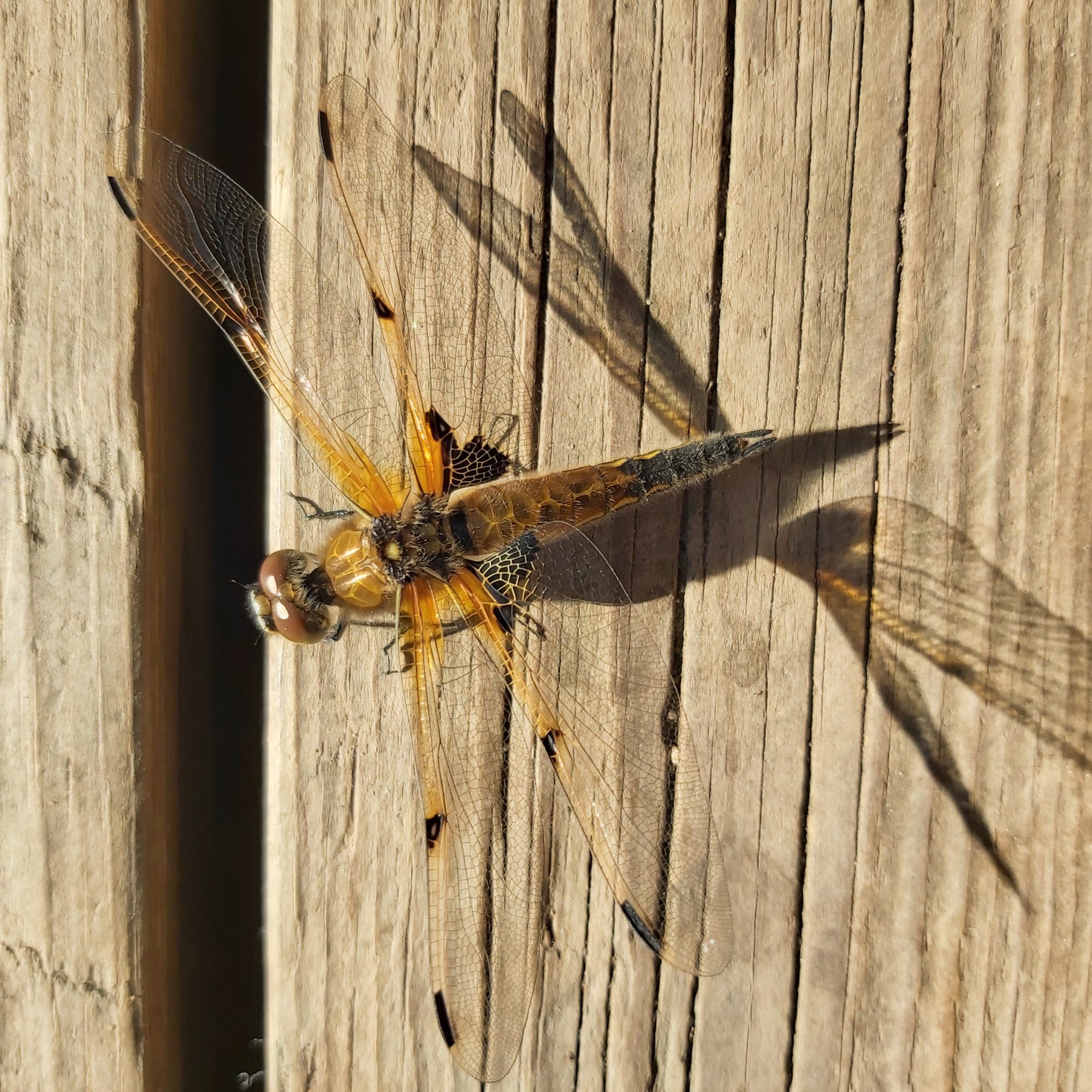 Valokuvaaja: Kaisa Marila Valokuvaaja: Kaisa Marila