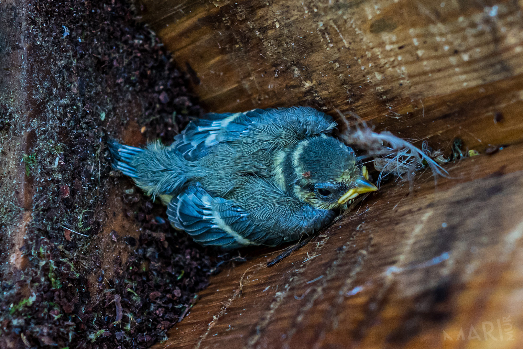 Valokuvaaja: Mari Mur