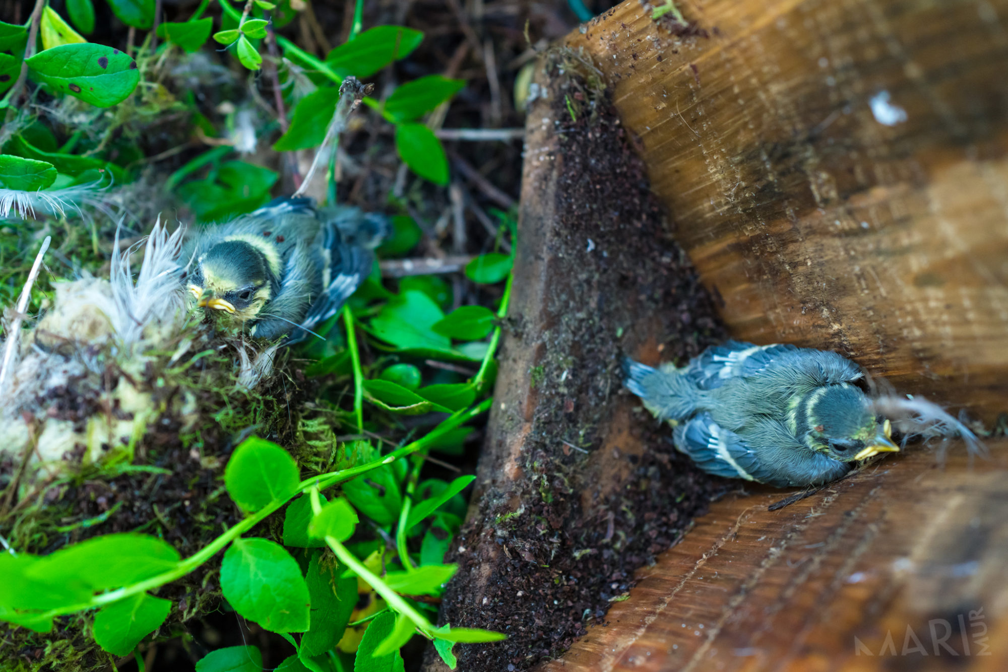 Valokuvaaja: Mari Mur