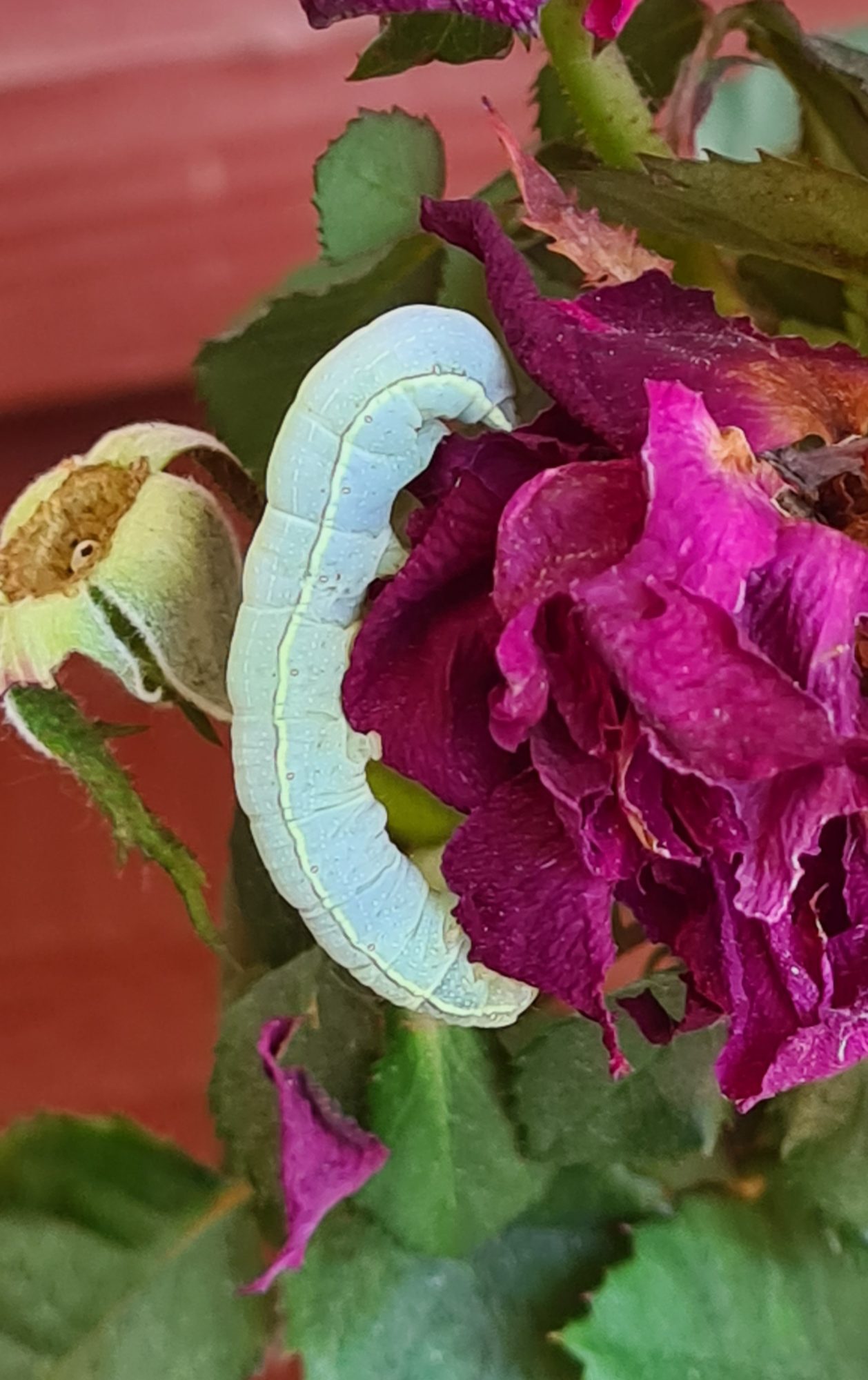 Valokuvaaja: Merja Techtolin