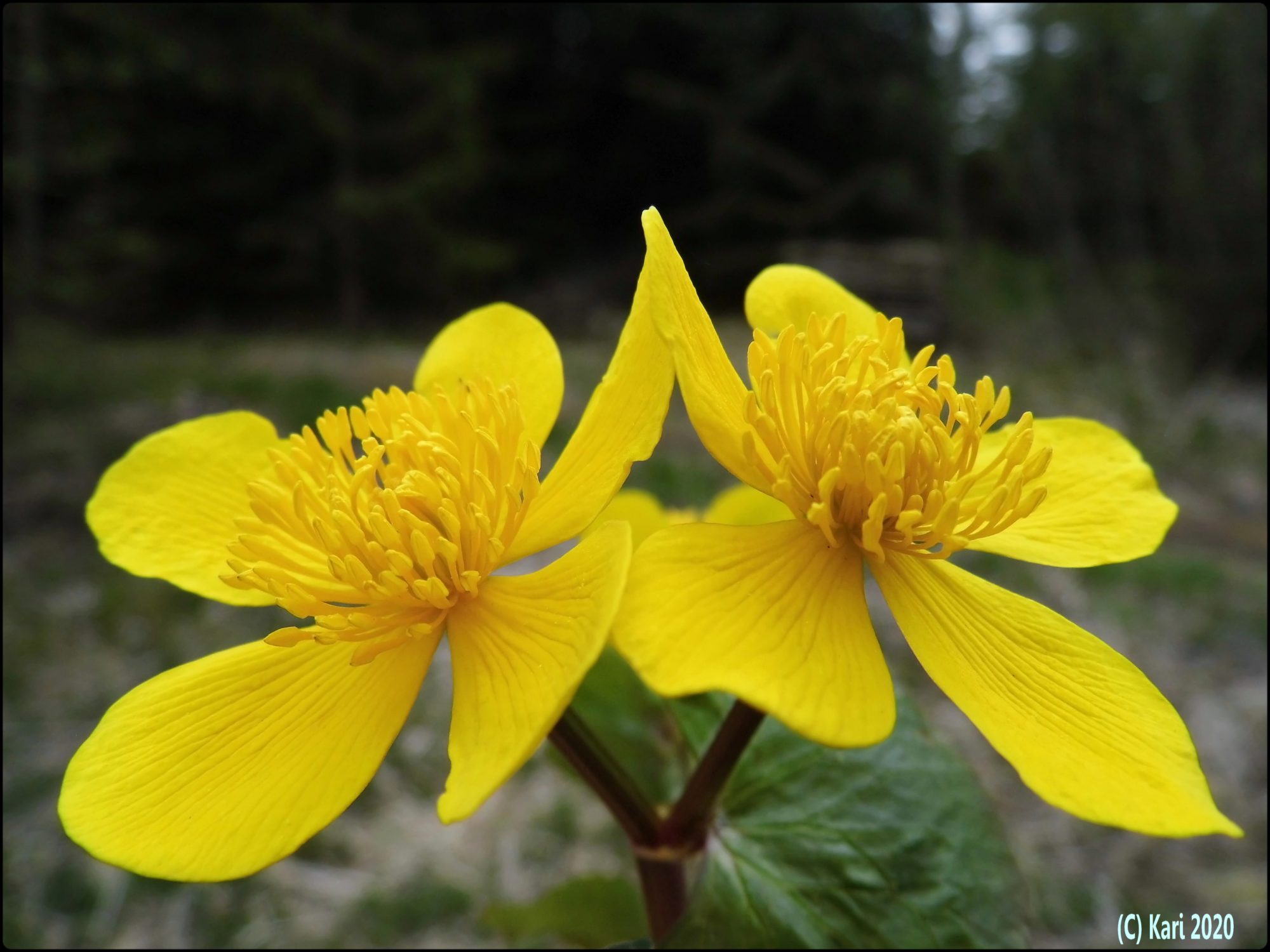 Valokuvaaja: Kari Saarinen