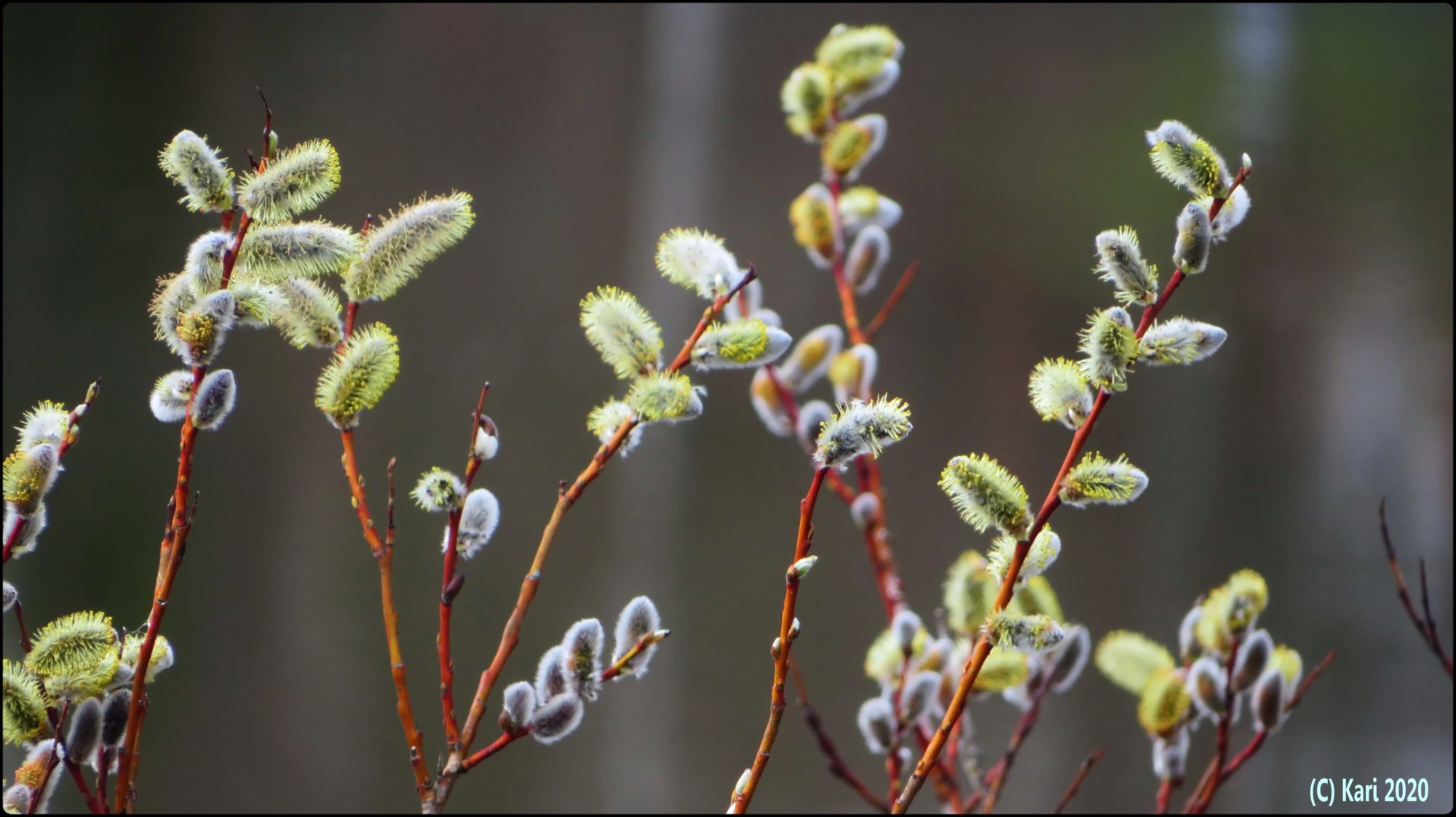 Valokuvaaja: Kari Saarinen
