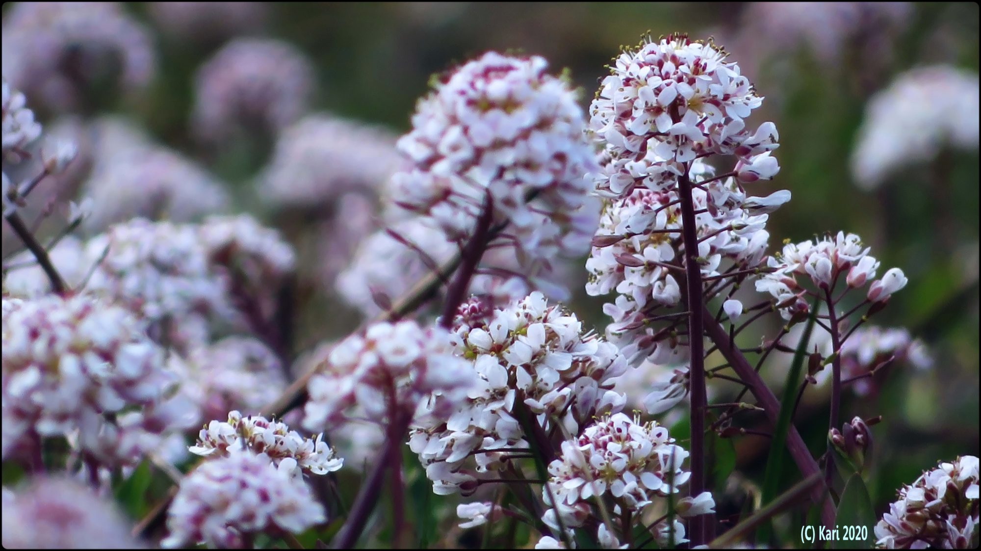 Valokuvaaja: Kari Saarinen