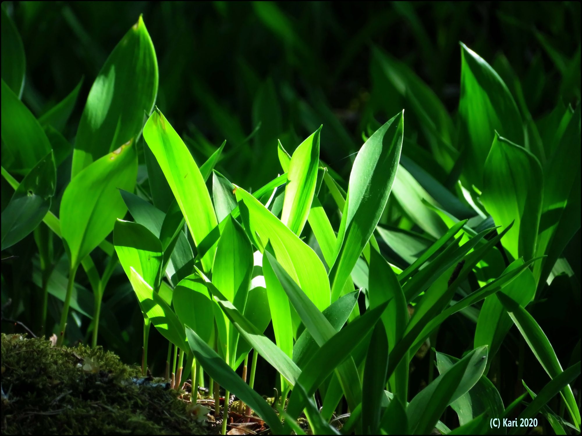 Valokuvaaja: Kari Saarinen