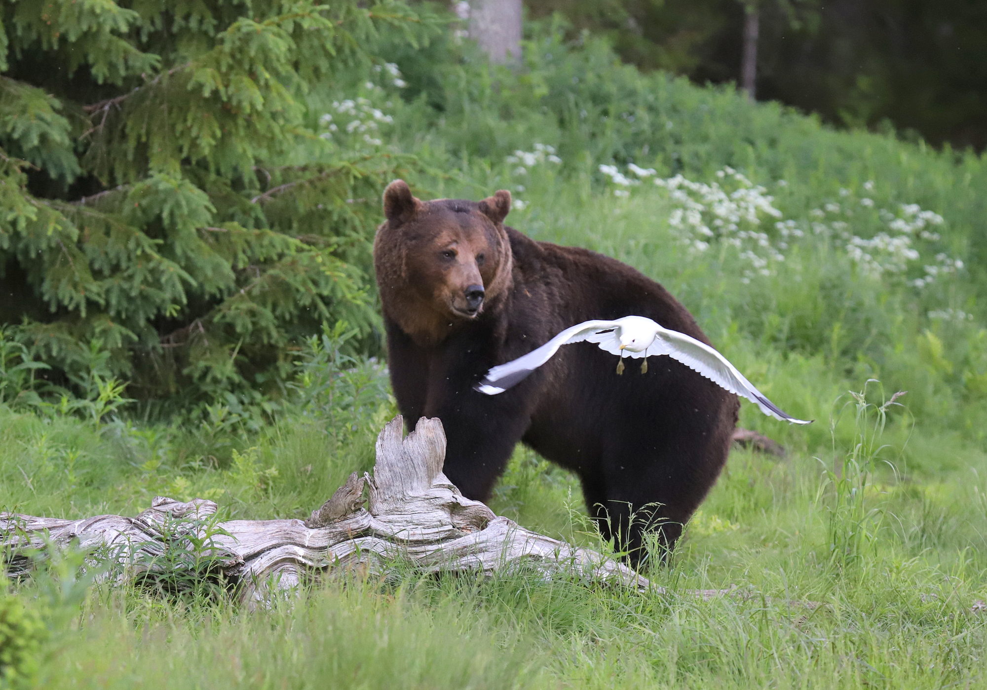 Valokuvaaja: sirpa jyske