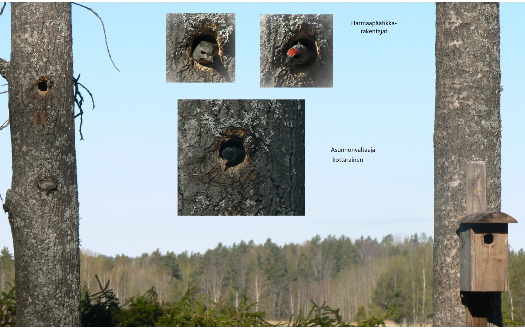 Valokuvaaja: Pekka Heino