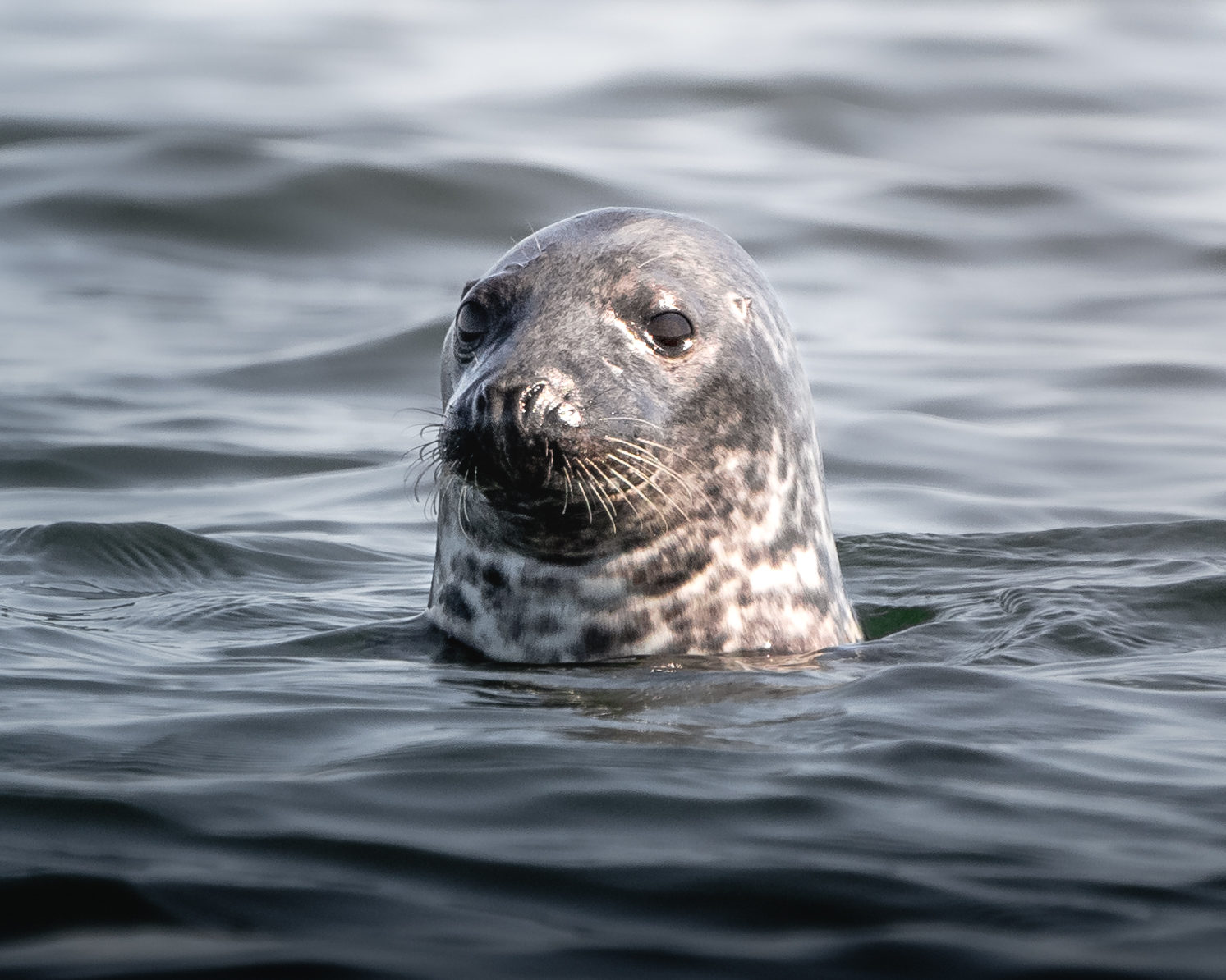 Valokuvaaja: Joni Ilmanen