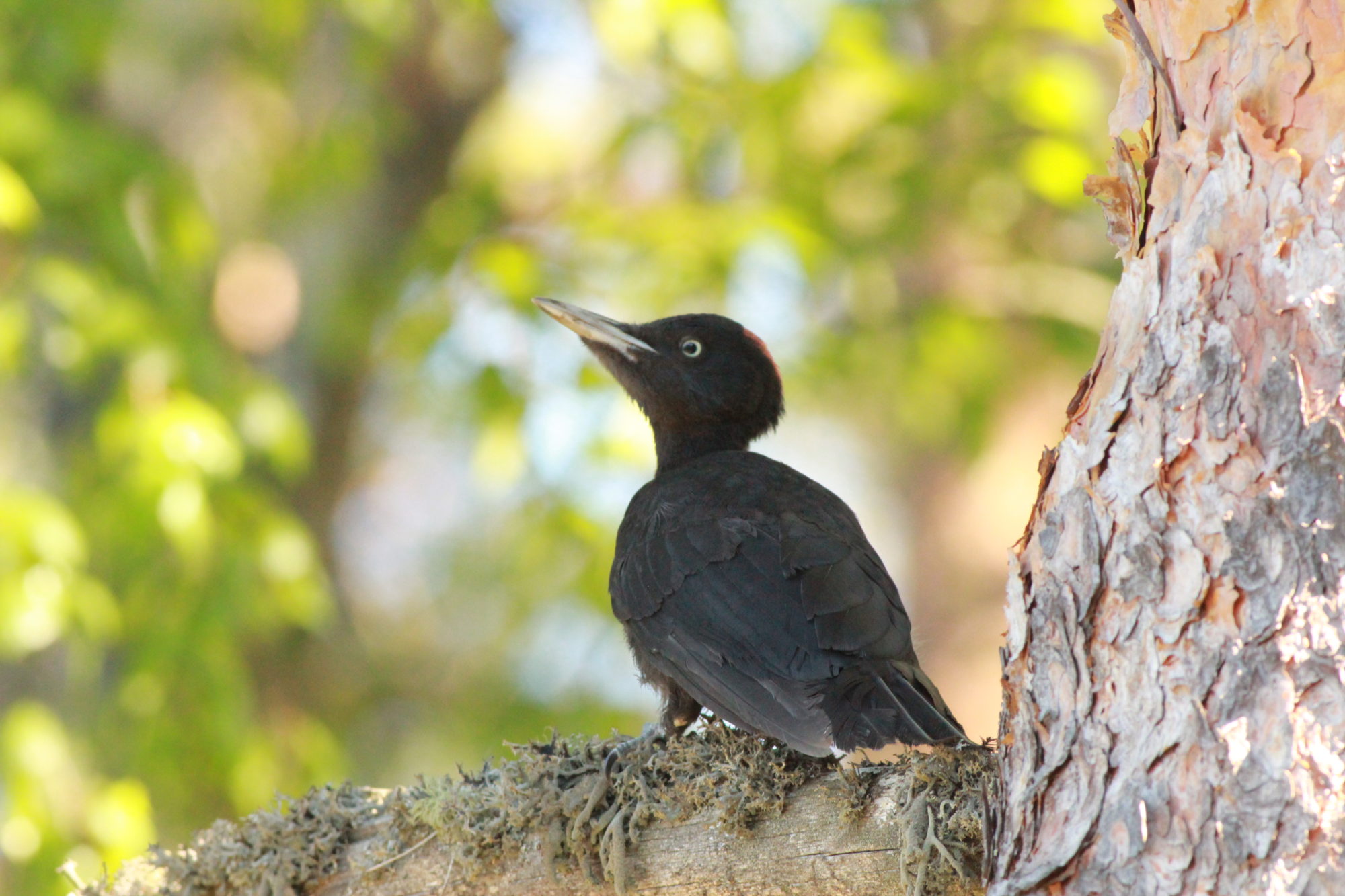 Valokuvaaja: Anne Kinnunen